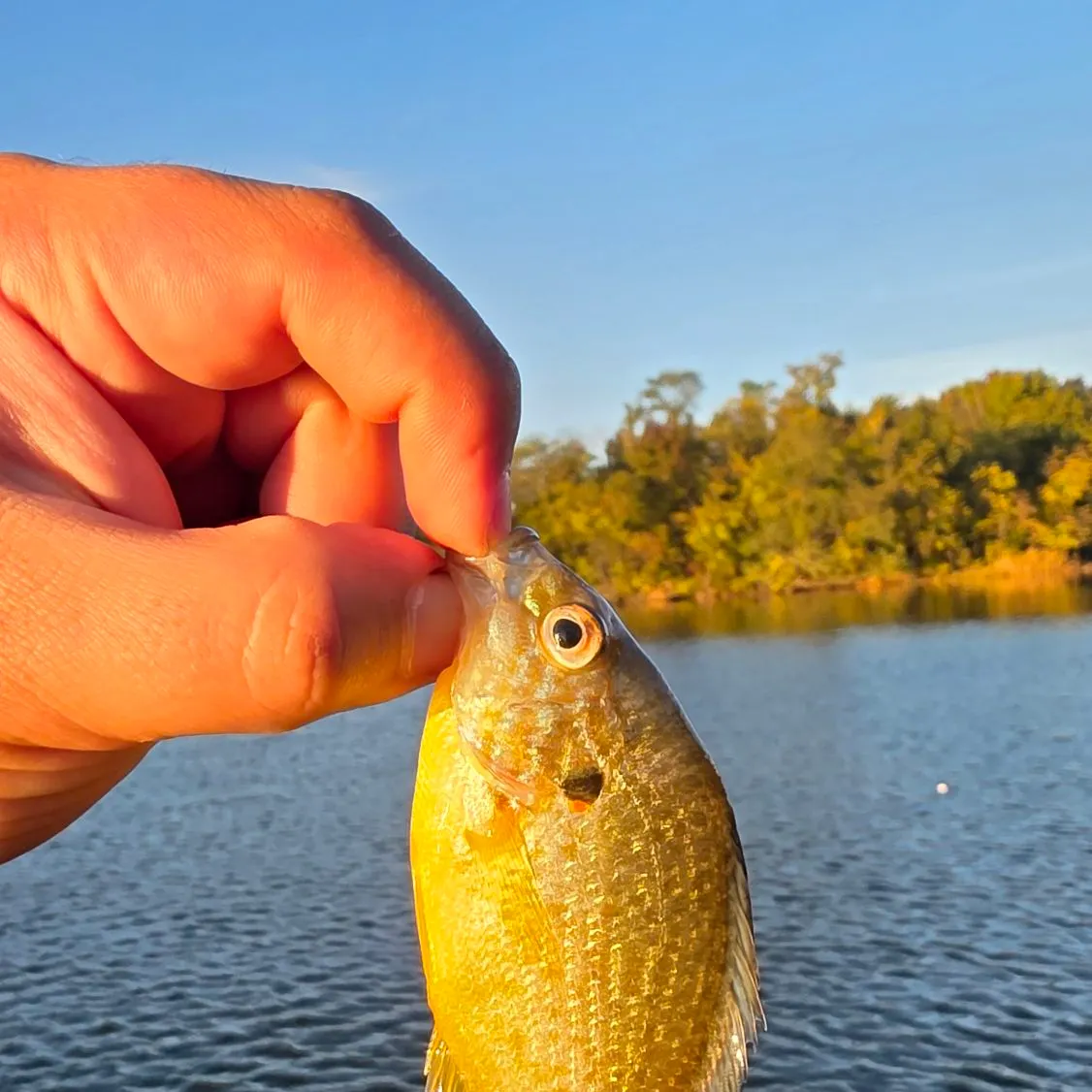 Pumpkinseed caught on Fishbrain