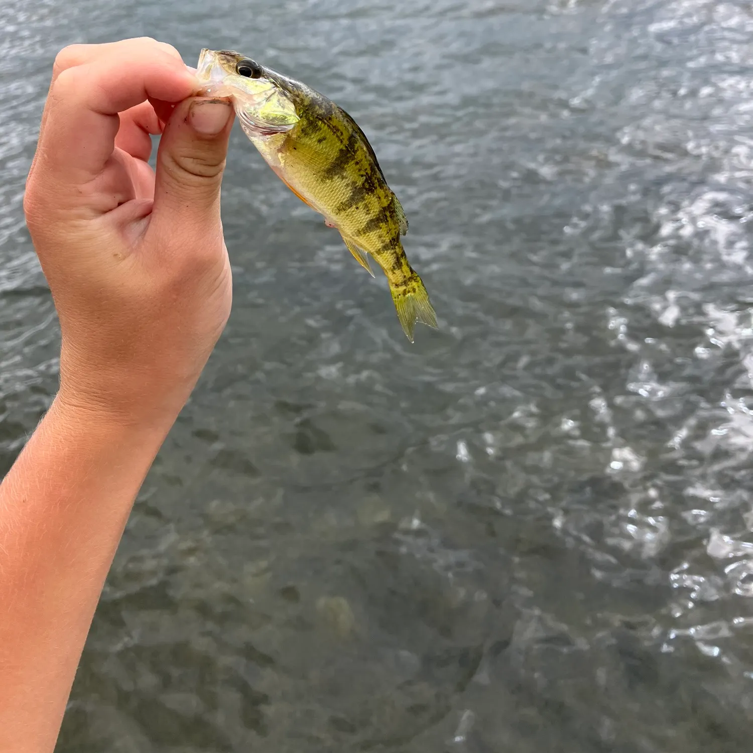 Yellow perch caught on Fishbrain
