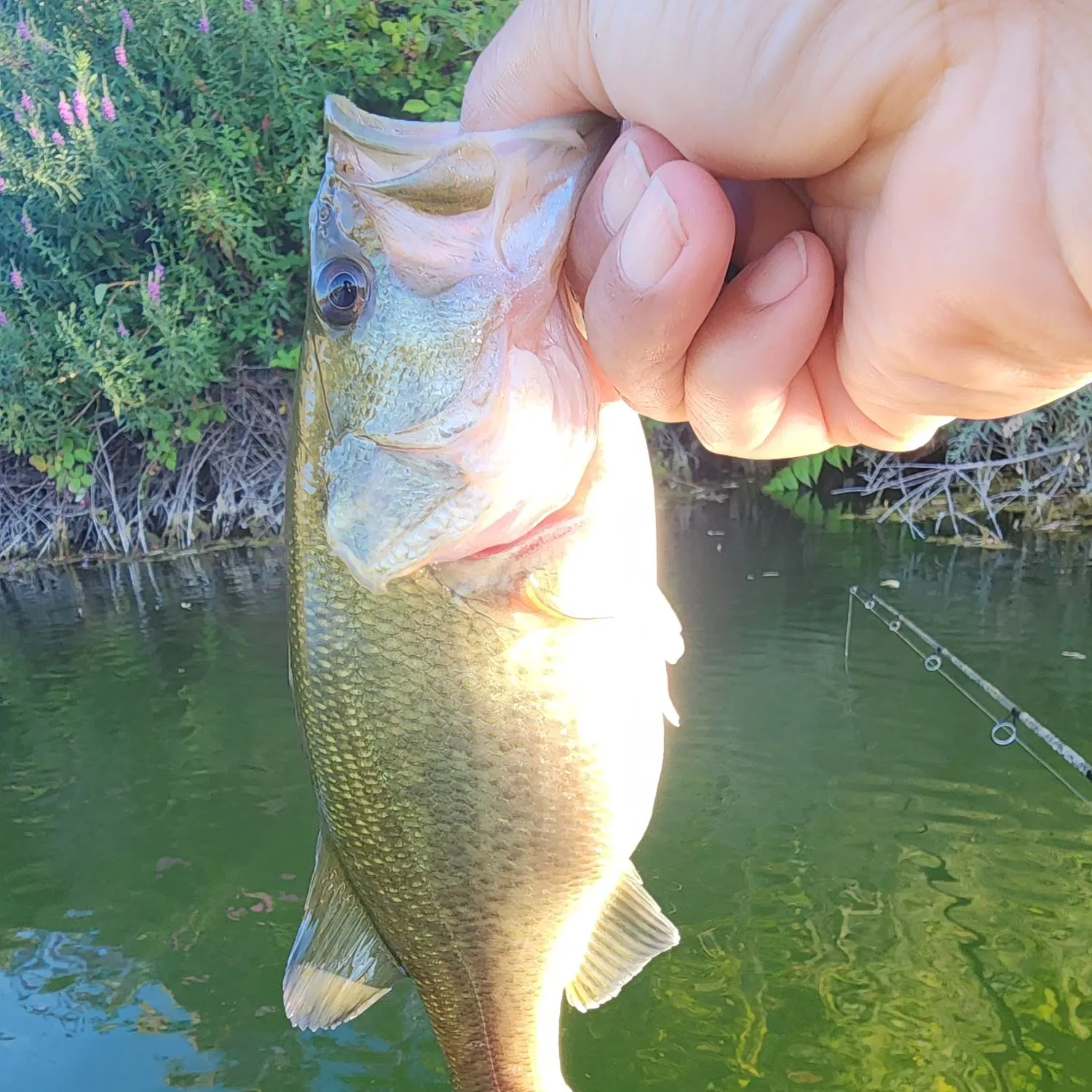 Largemouth bass caught on Fishbrain