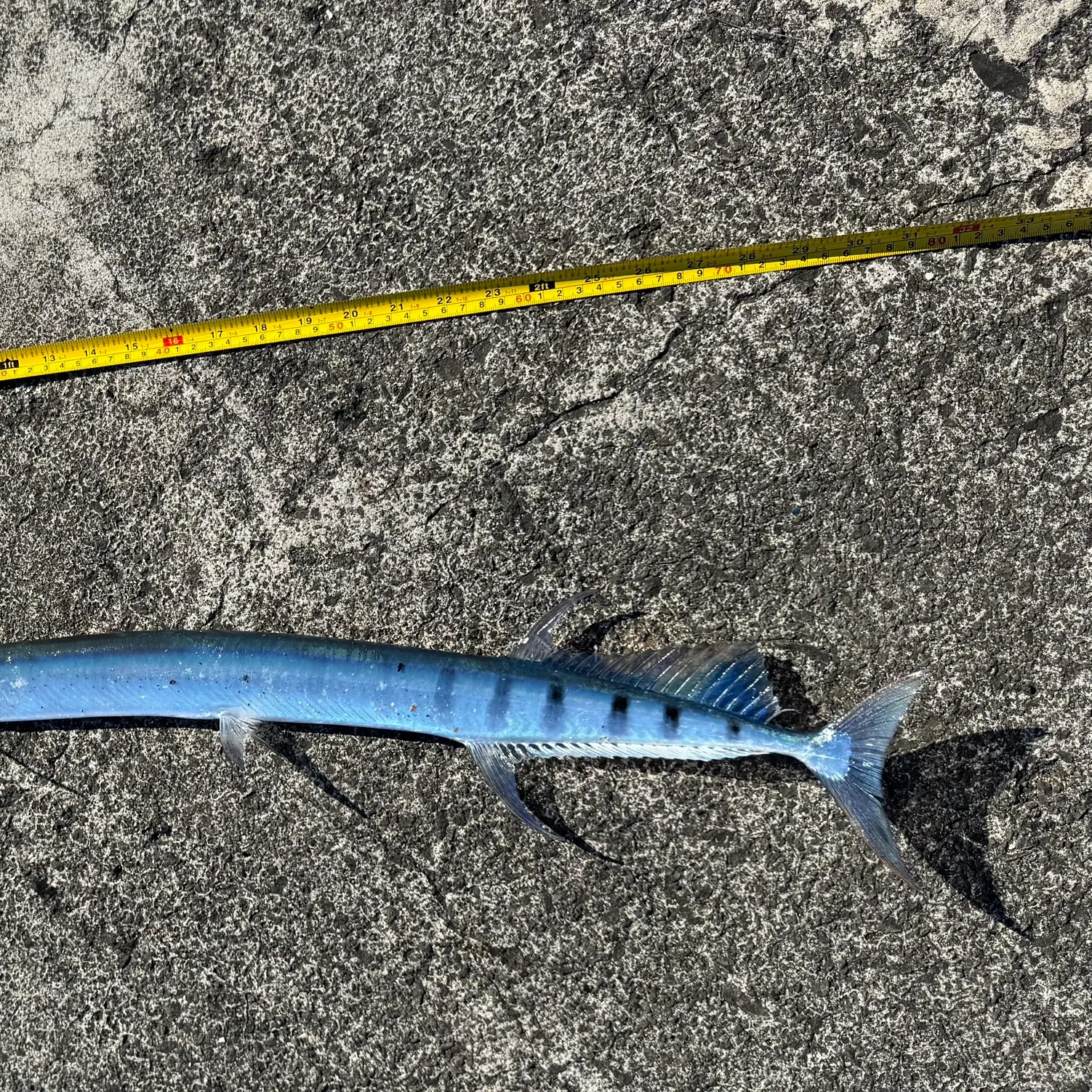 The most recent Flat needlefish catches on Fishbrain
