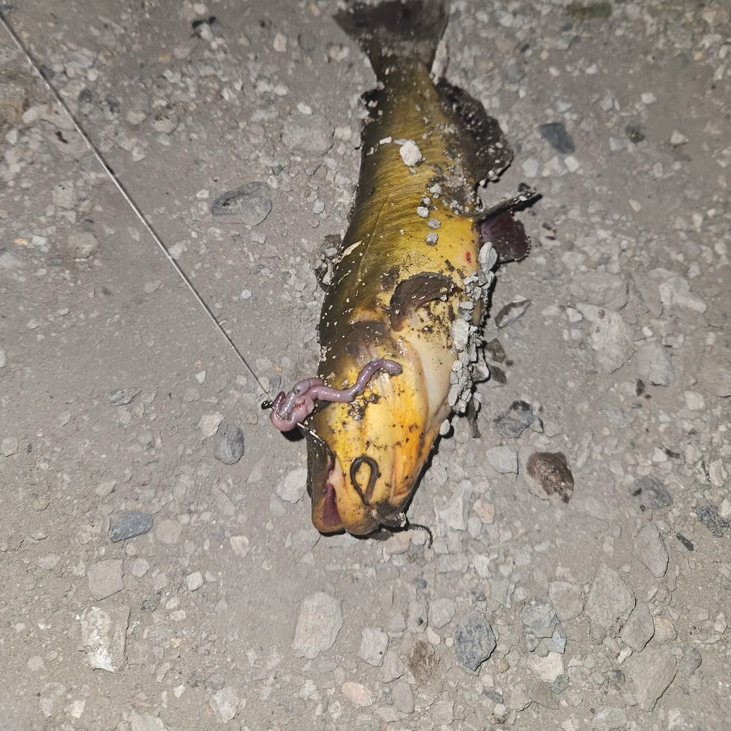 Yellow bullhead caught on Fishbrain