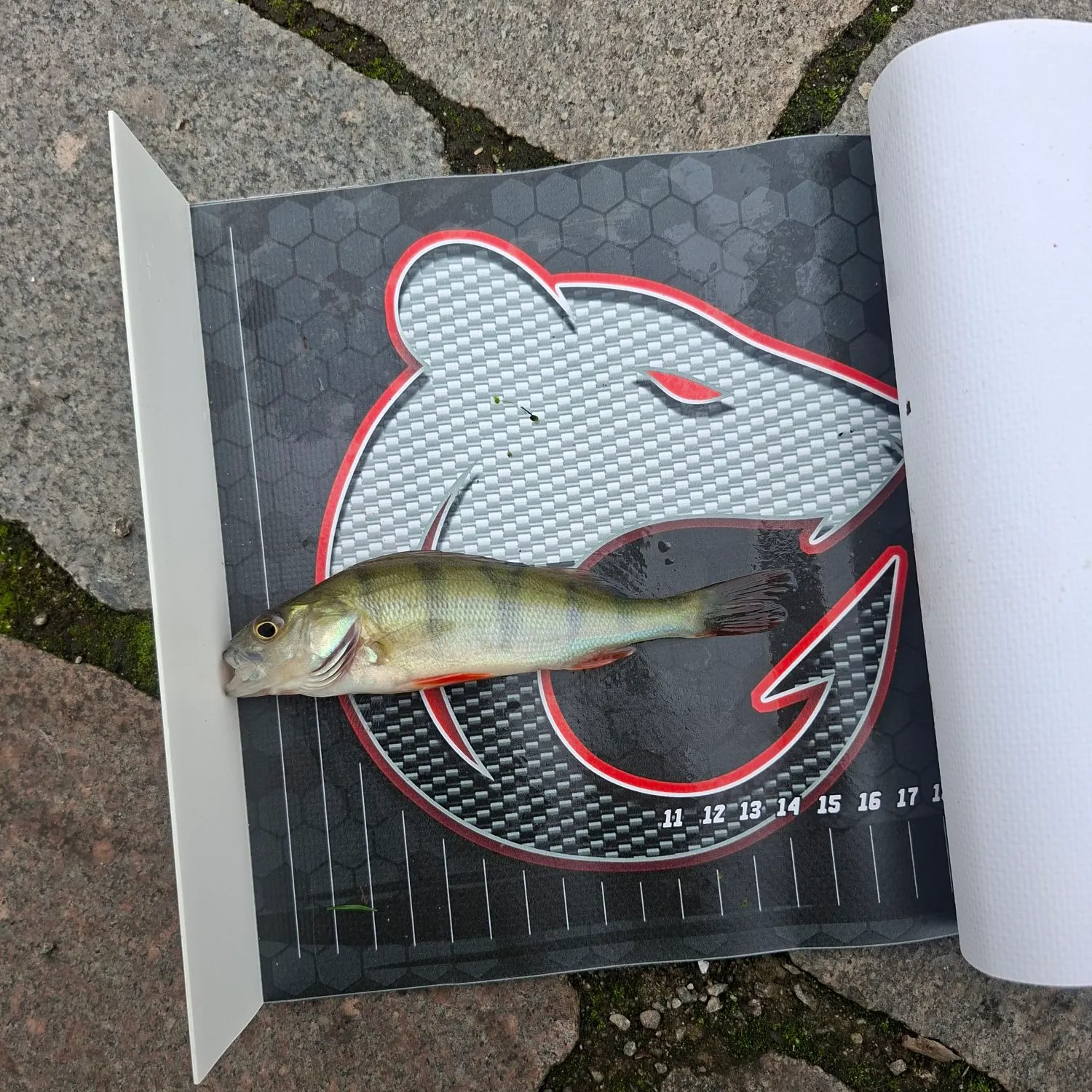 European perch caught on Fishbrain