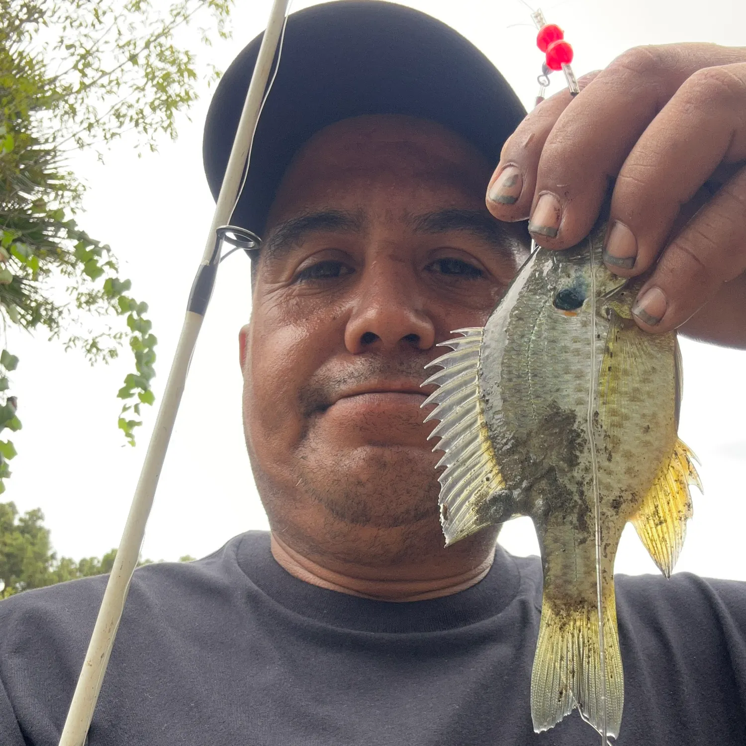 Redear sunfish caught on Fishbrain