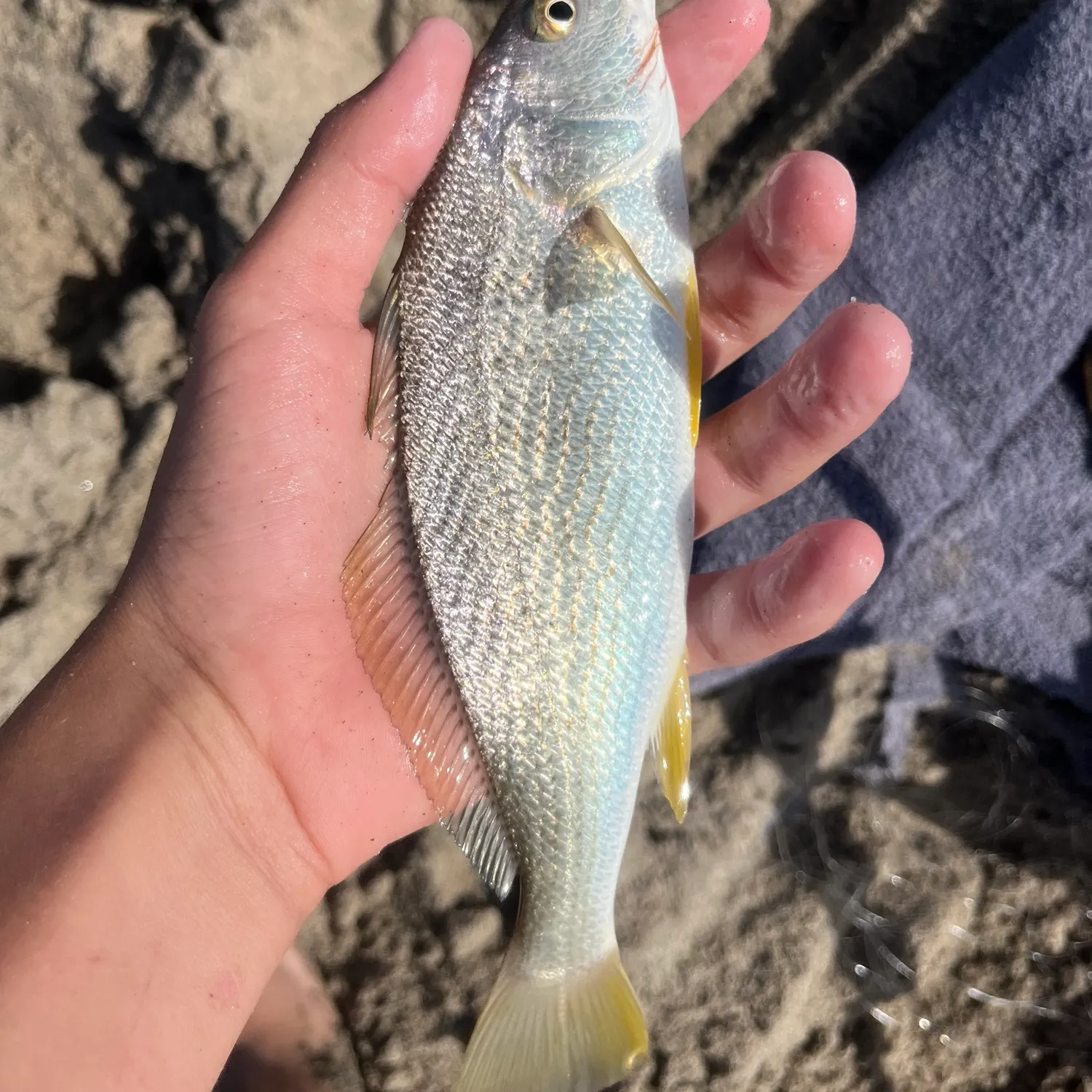 Yellowfin croaker caught on Fishbrain