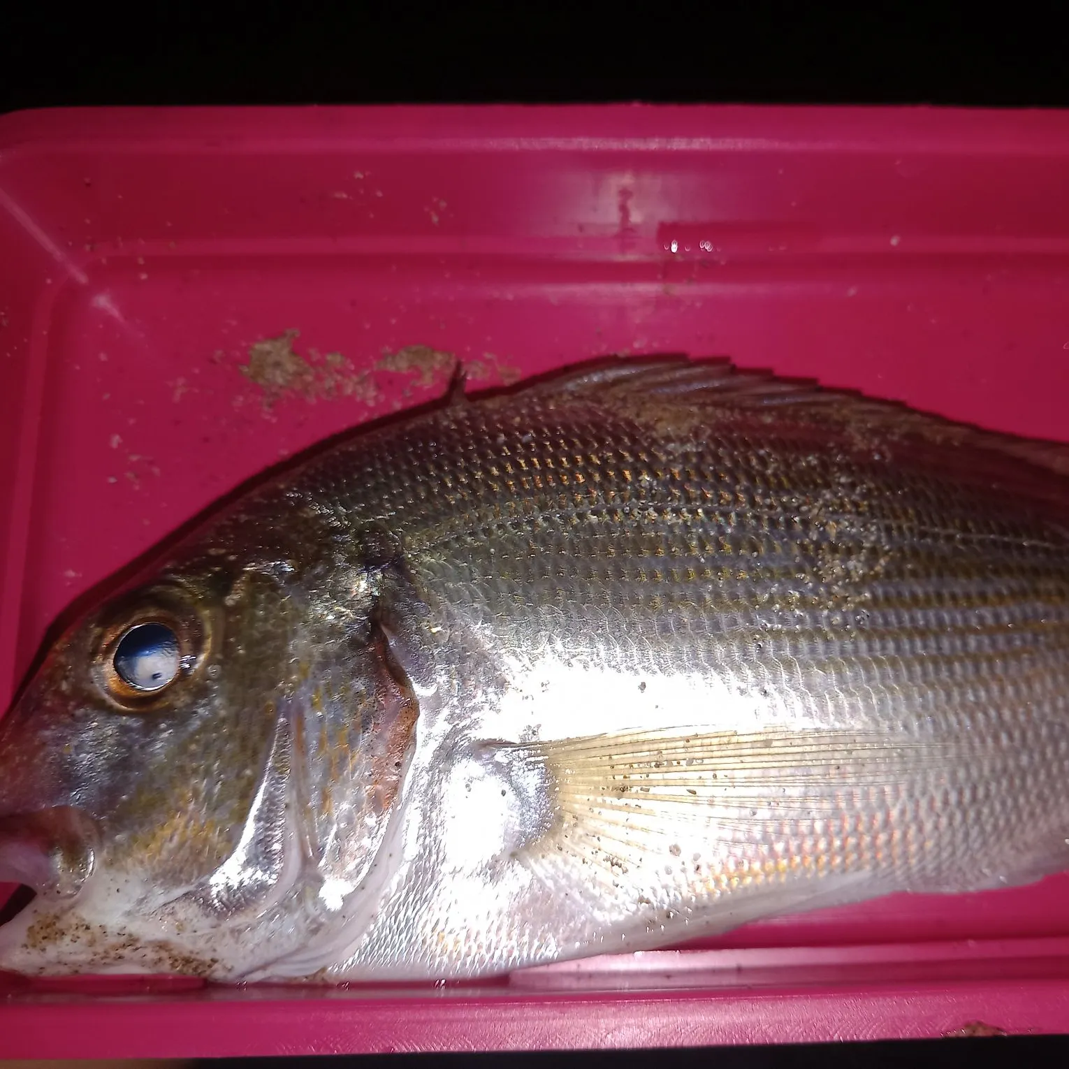 The most recent Dorada catches on Fishbrain