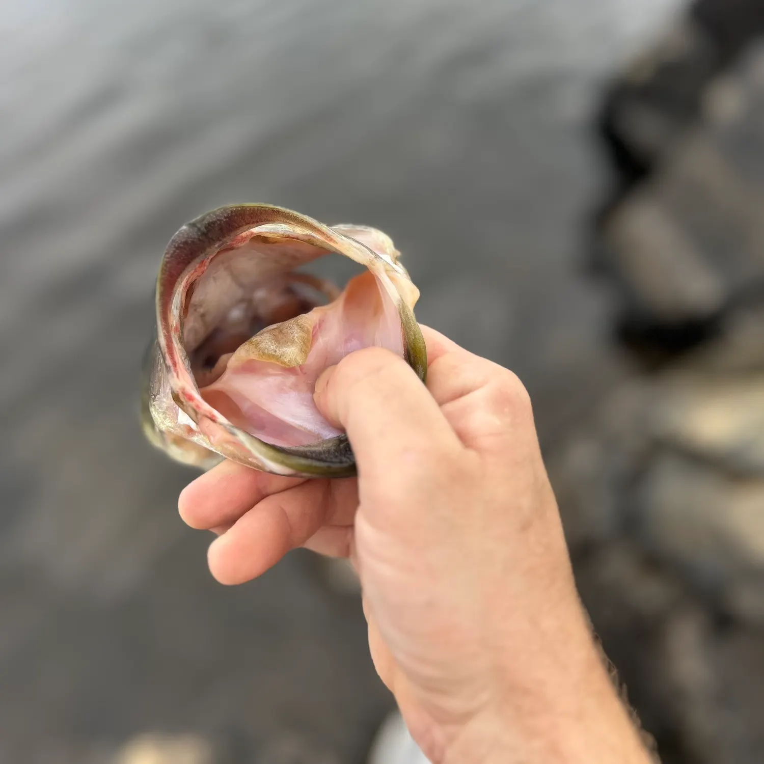 Fish caught on Fishbrain
