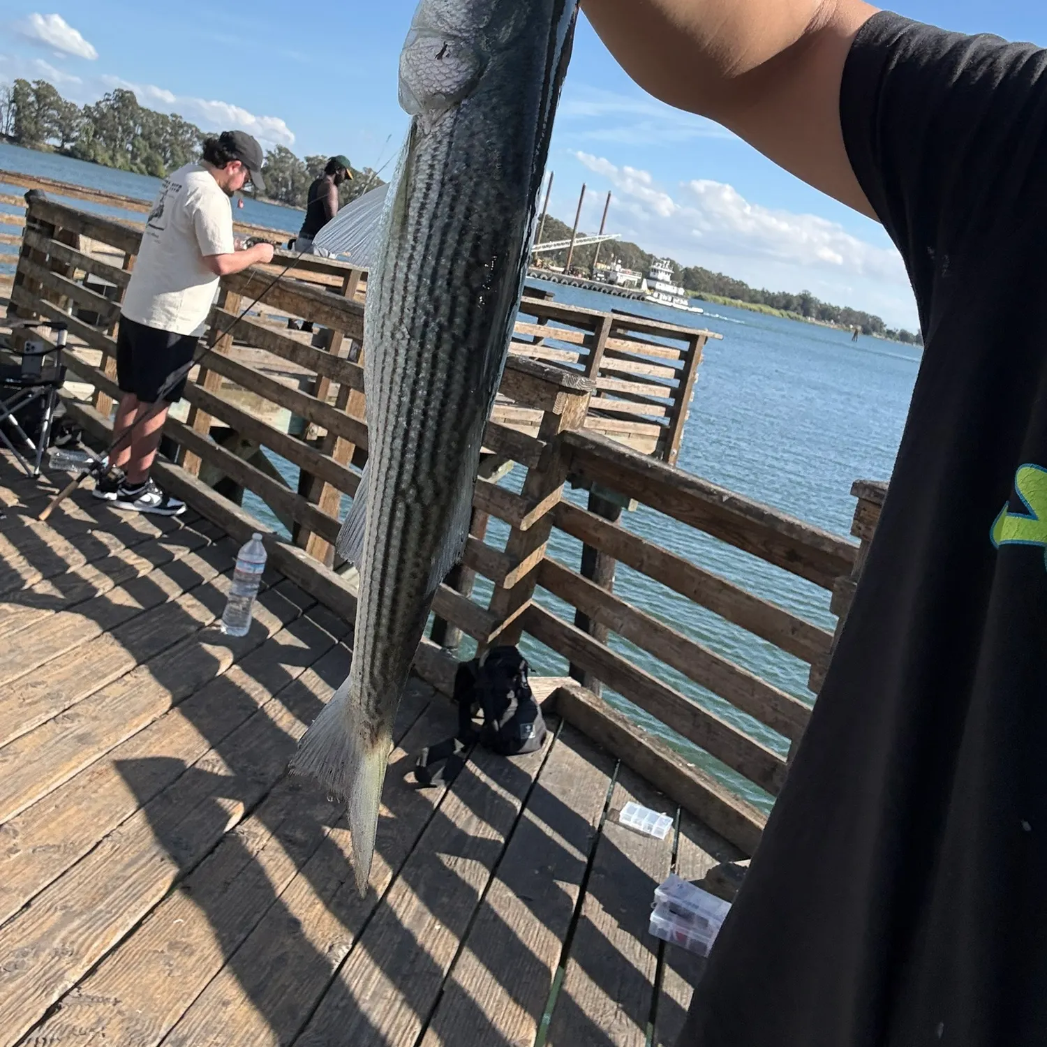 Striped bass caught on Fishbrain