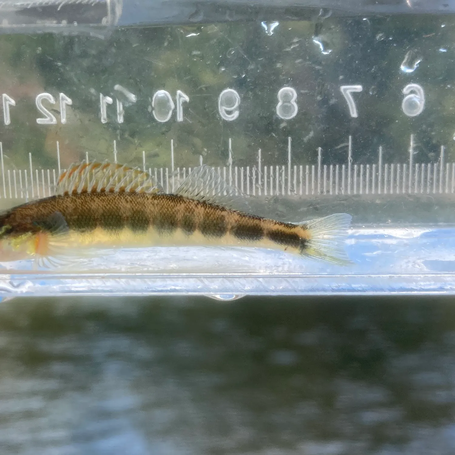 The most recent Gilt darter catches on Fishbrain