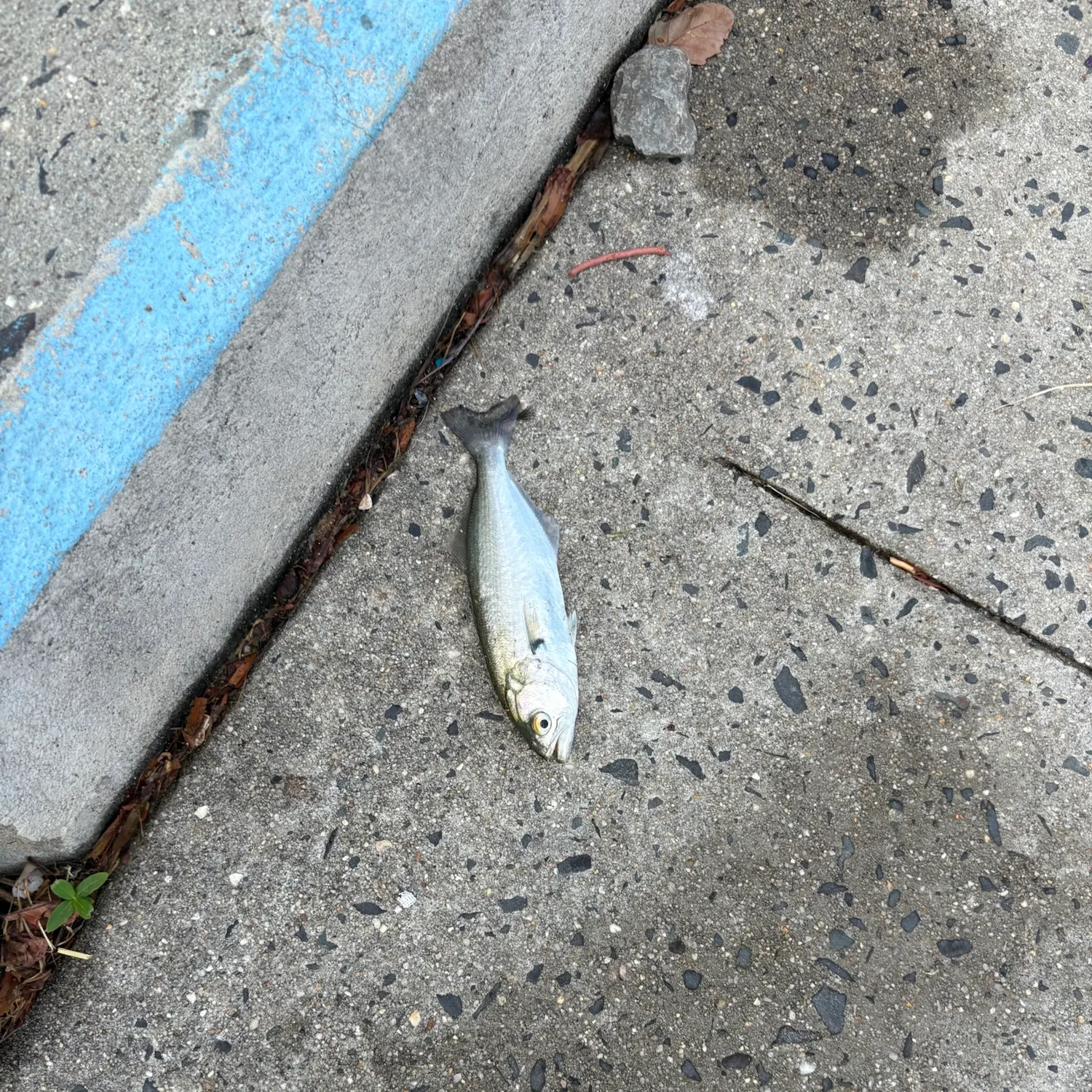 Bluefish caught on Fishbrain