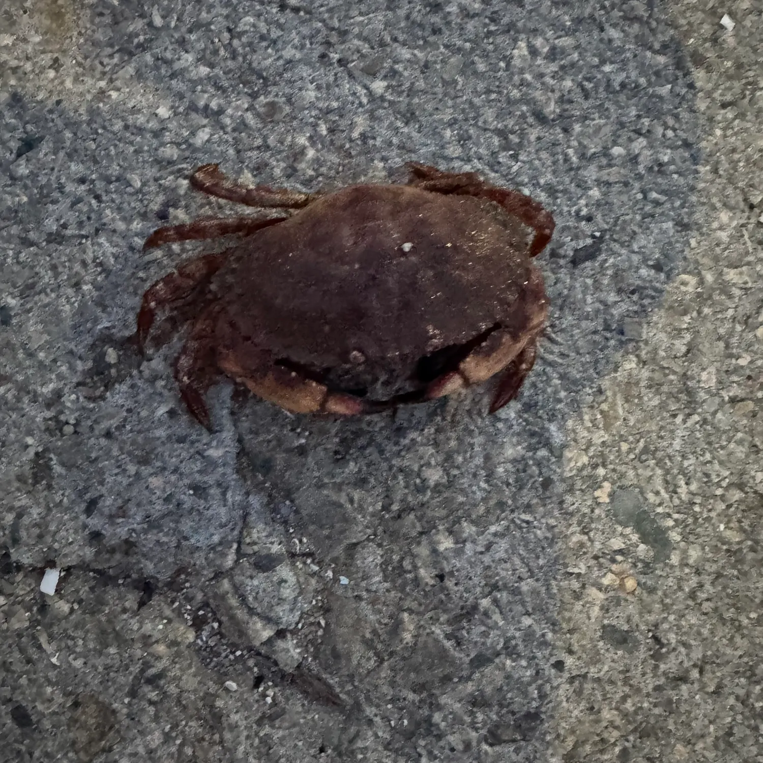 The most recent Giant mud crab catches on Fishbrain