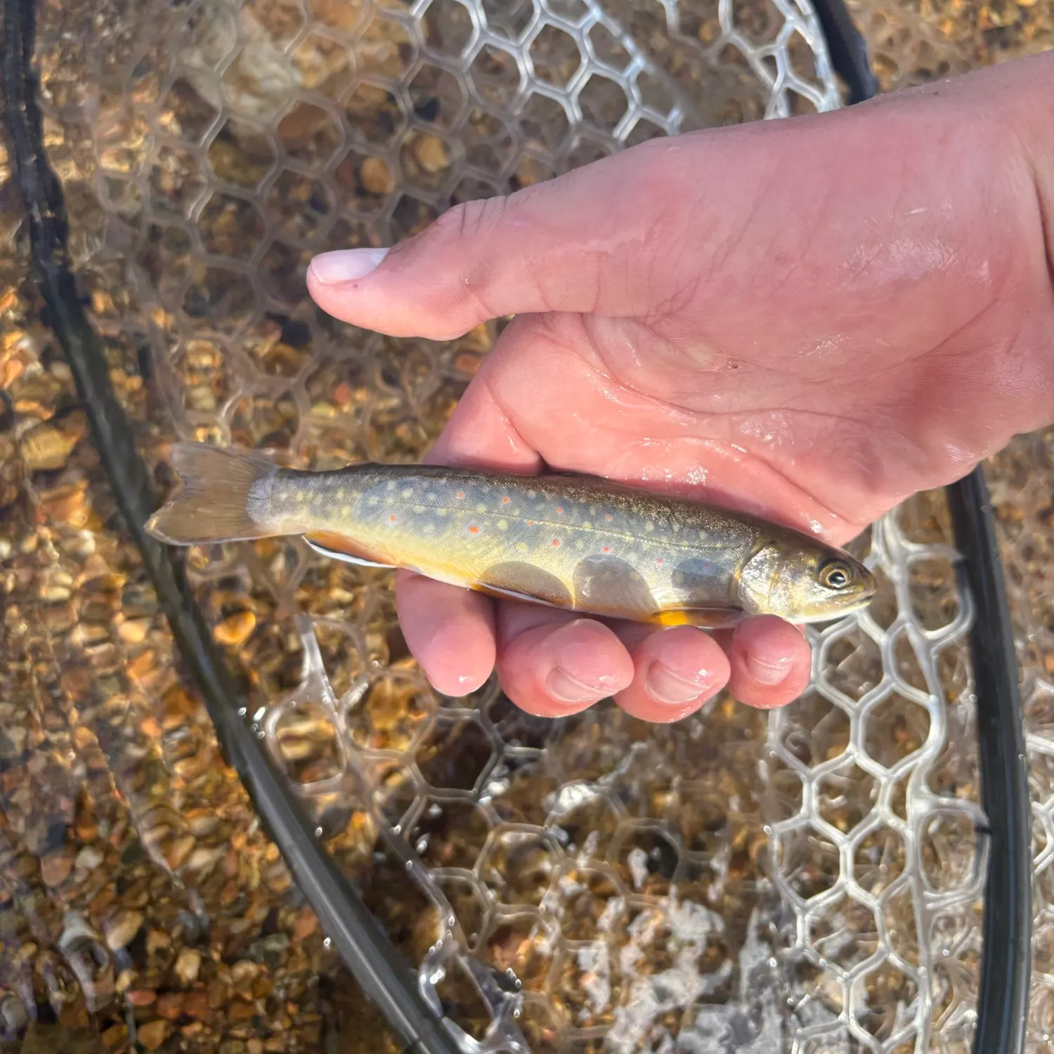 Brook trout caught on Fishbrain