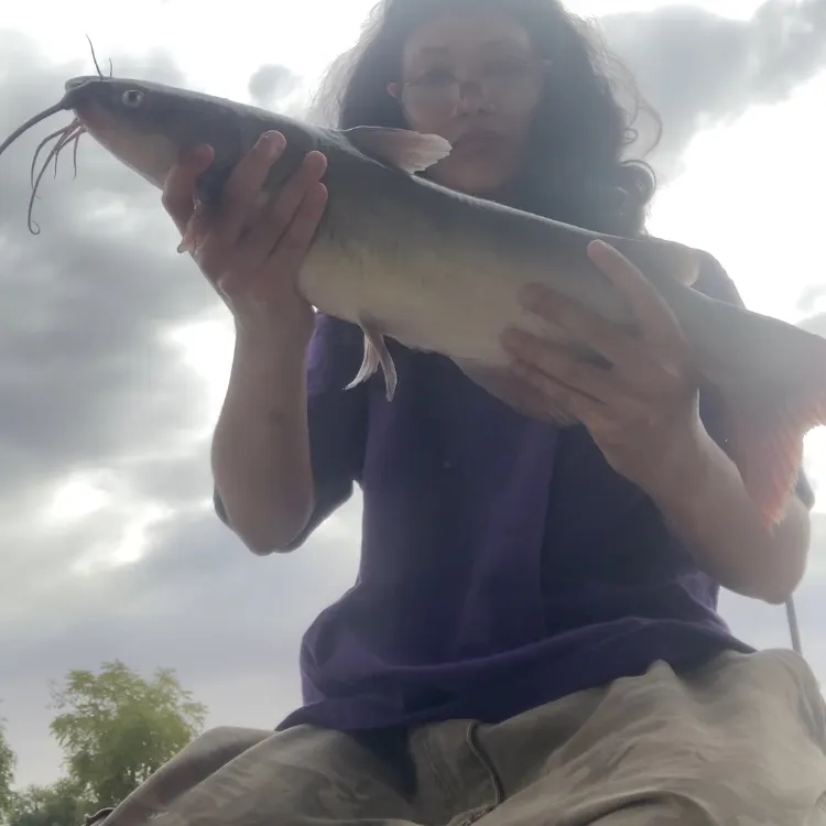 Channel catfish caught on Fishbrain