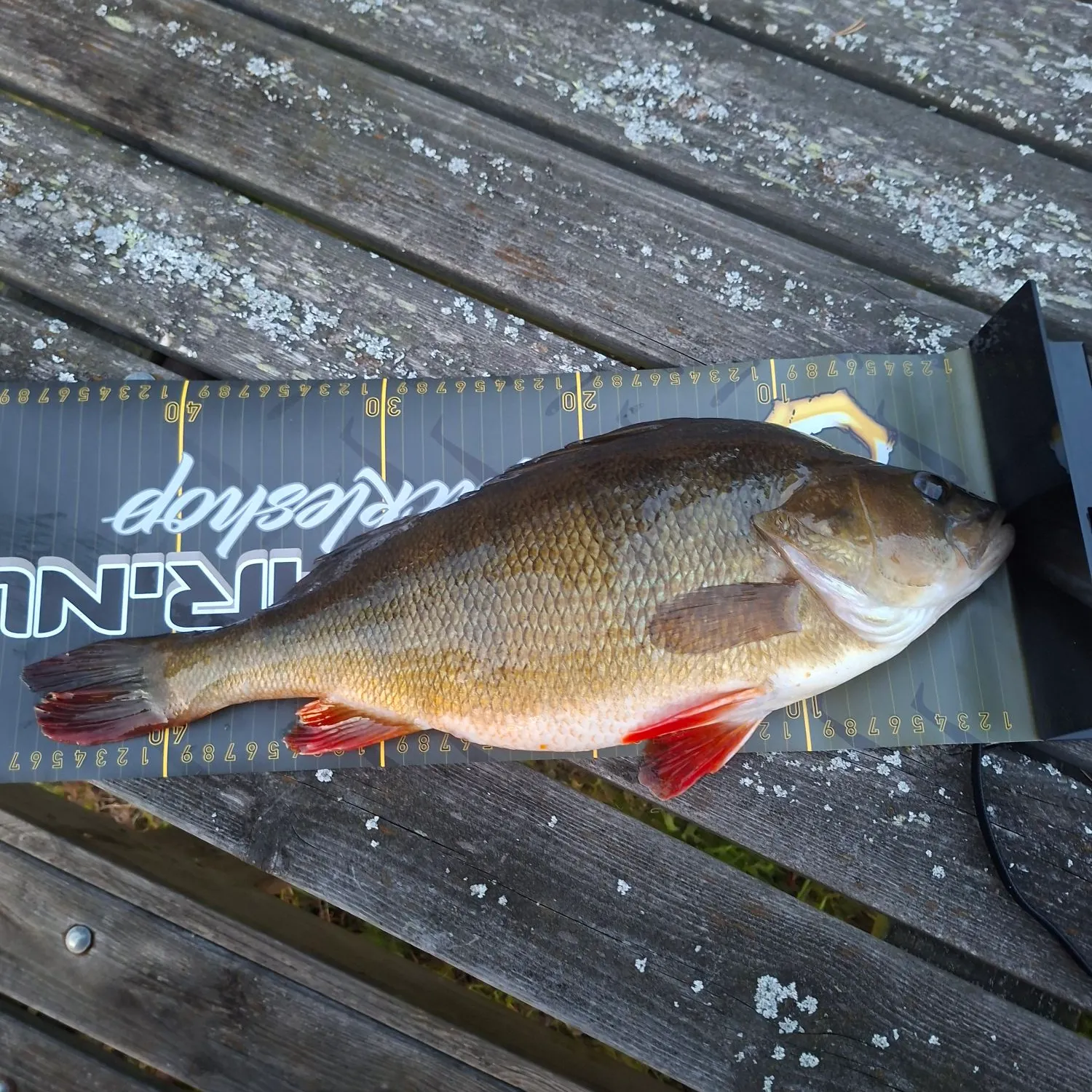 European perch caught on Fishbrain