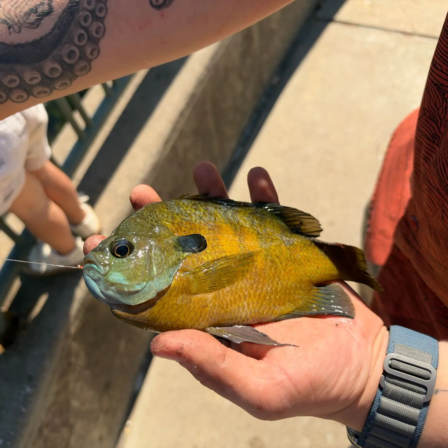 catch