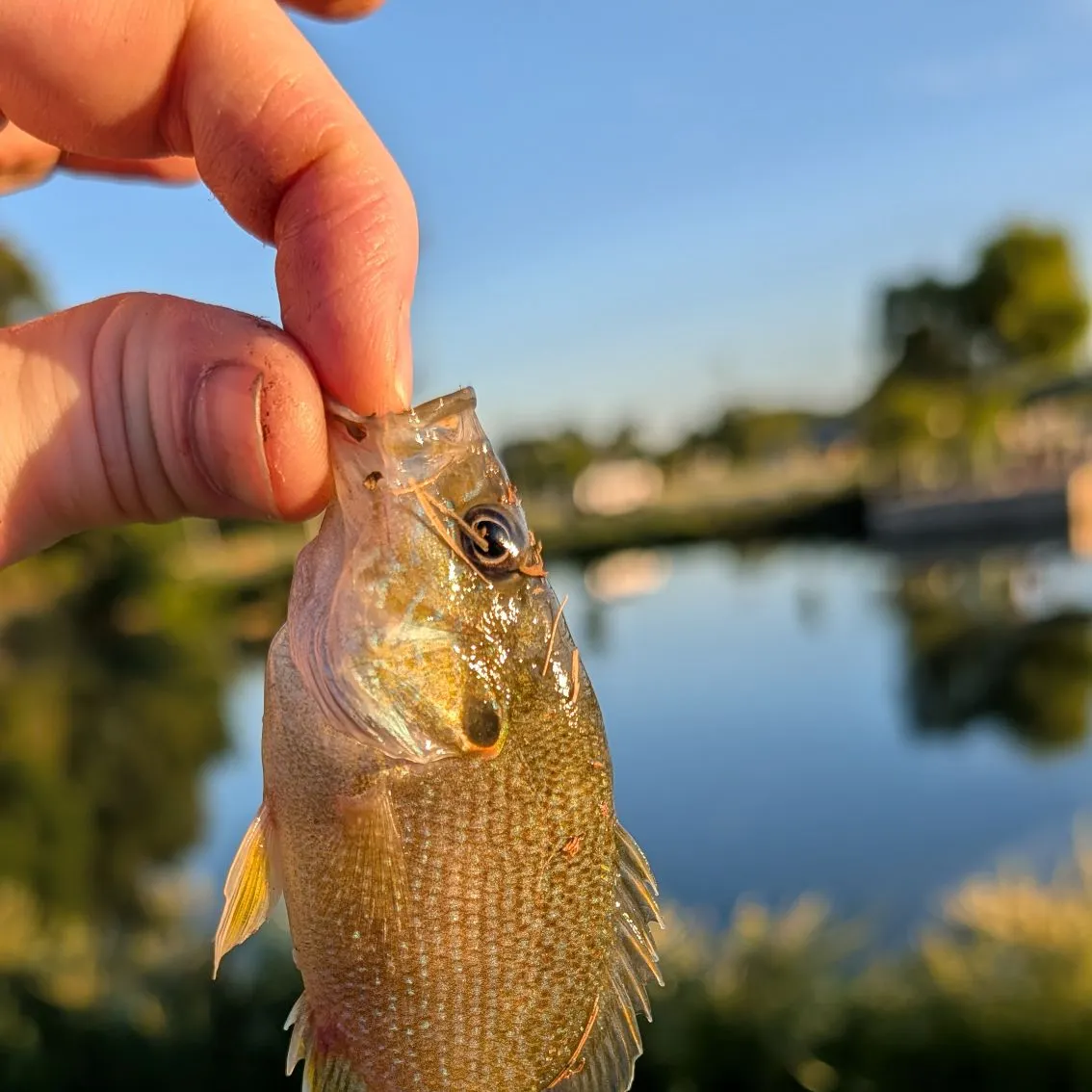 Bluegill caught on Fishbrain