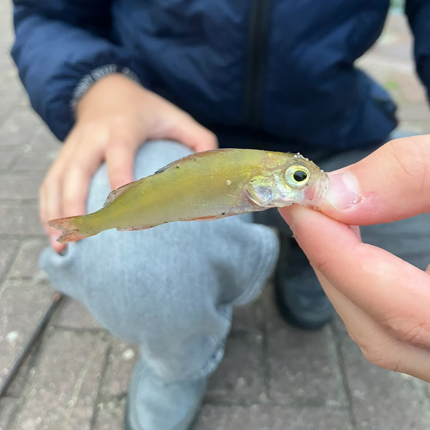 European perch caught on Fishbrain