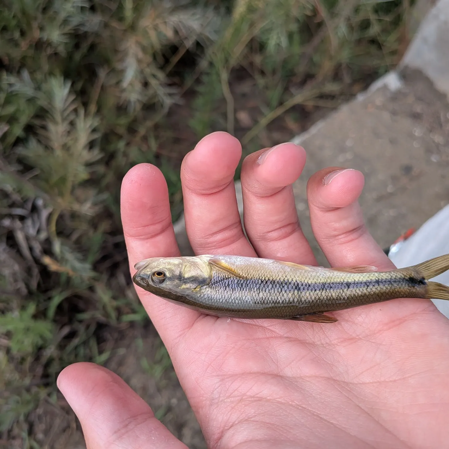 The most recent Redspot chub catches on Fishbrain