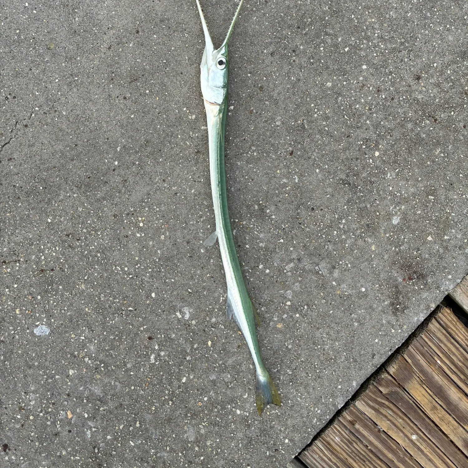 The most recent Hound needlefish catches on Fishbrain