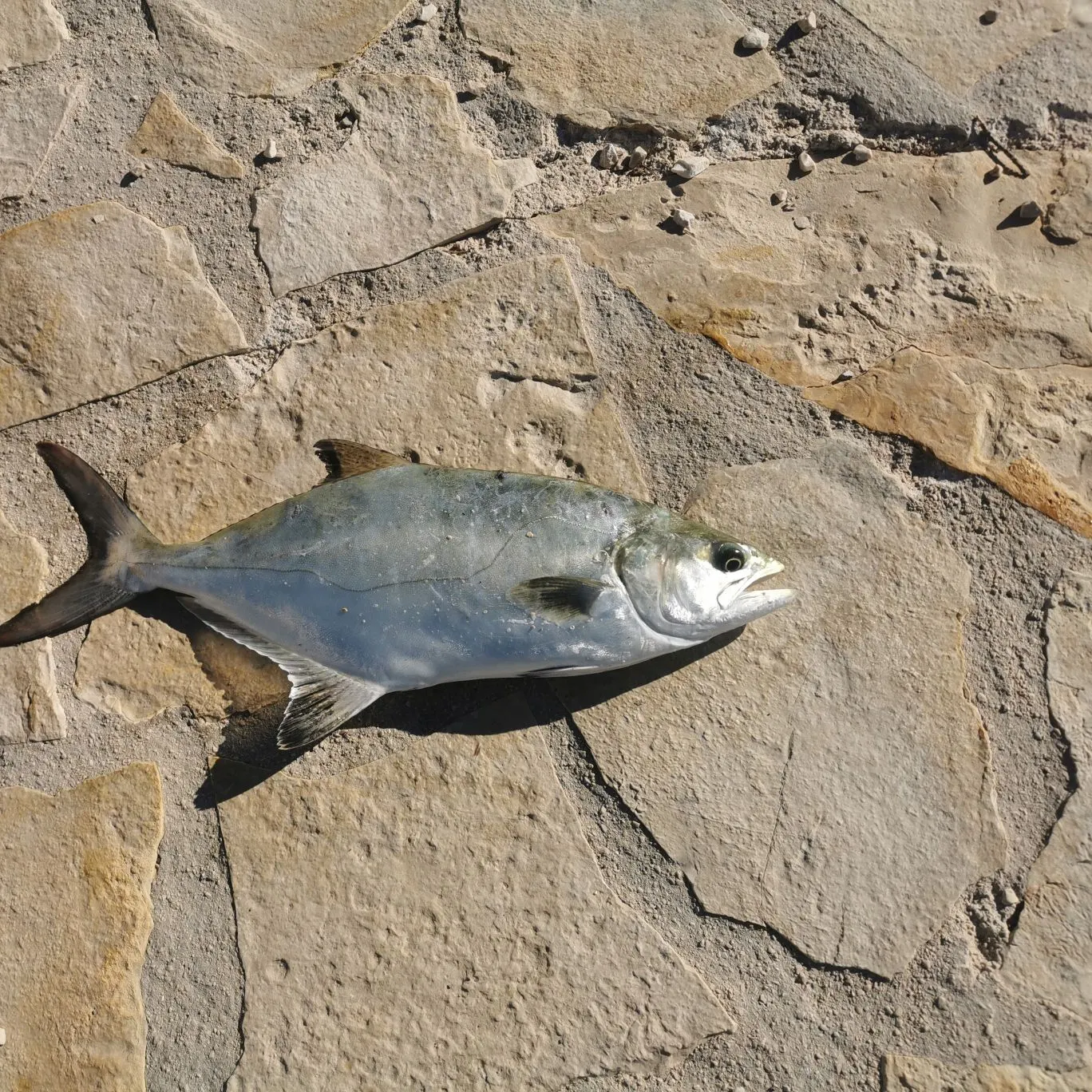 The most recent Leerfish catches on Fishbrain