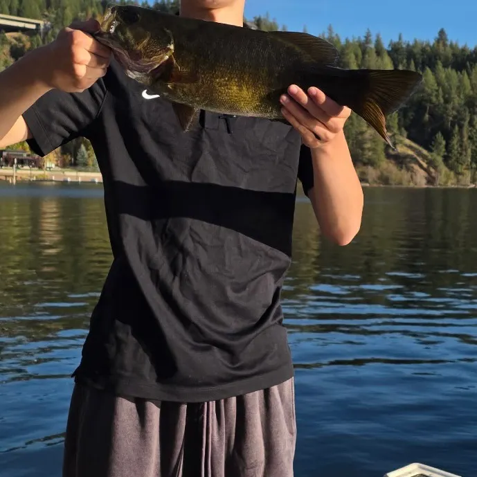 Smallmouth bass caught on Fishbrain