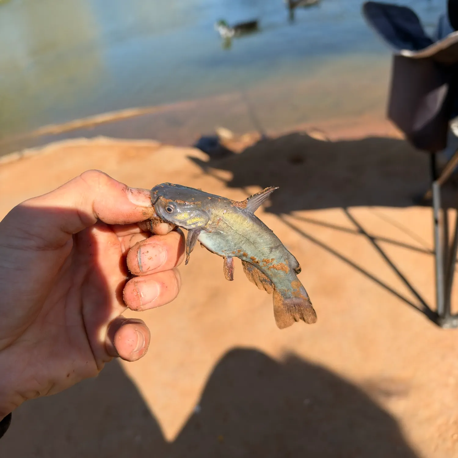 Black bullhead caught on Fishbrain