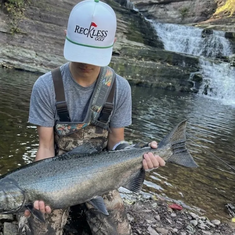 Chinook salmon caught on Fishbrain