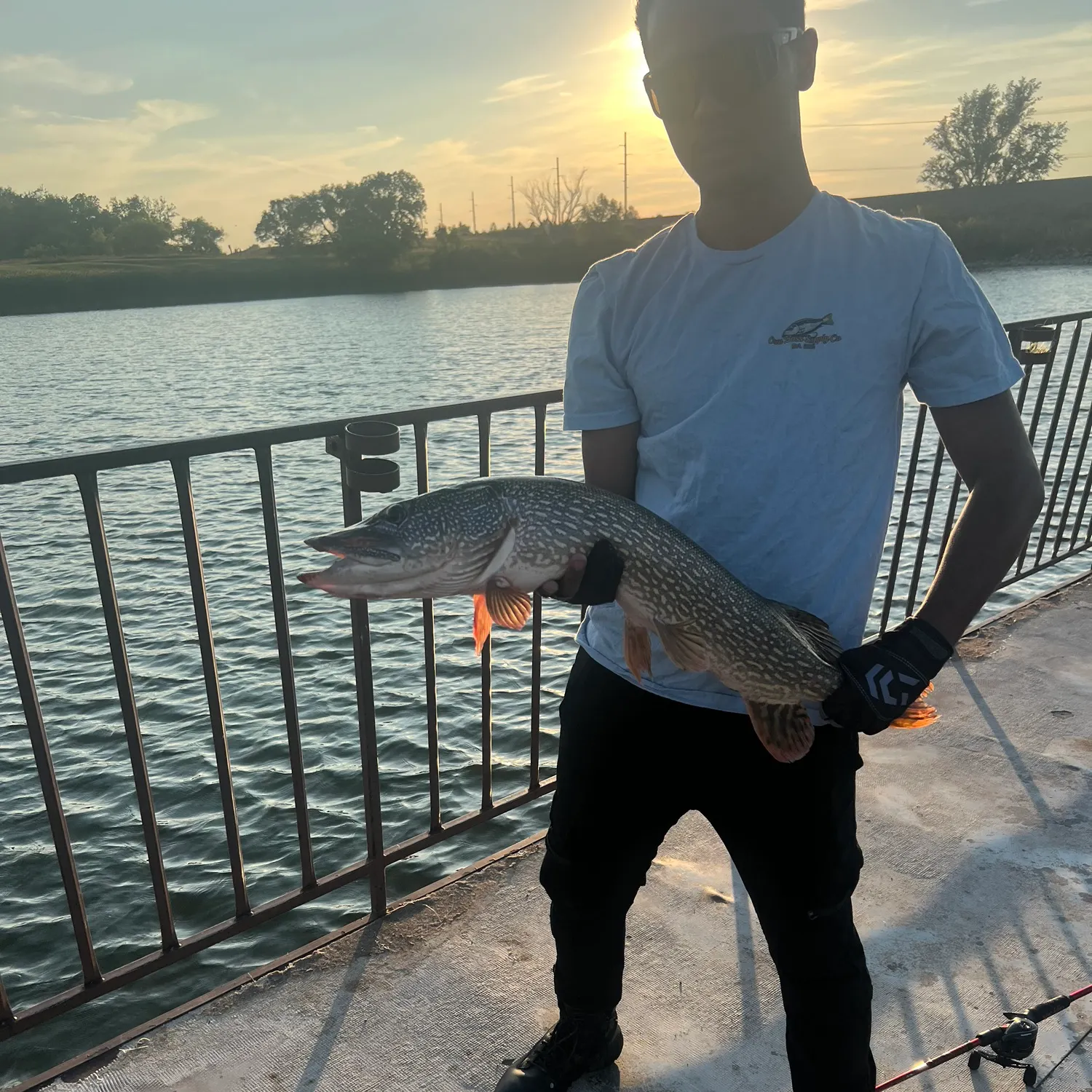Northern pike caught on Fishbrain
