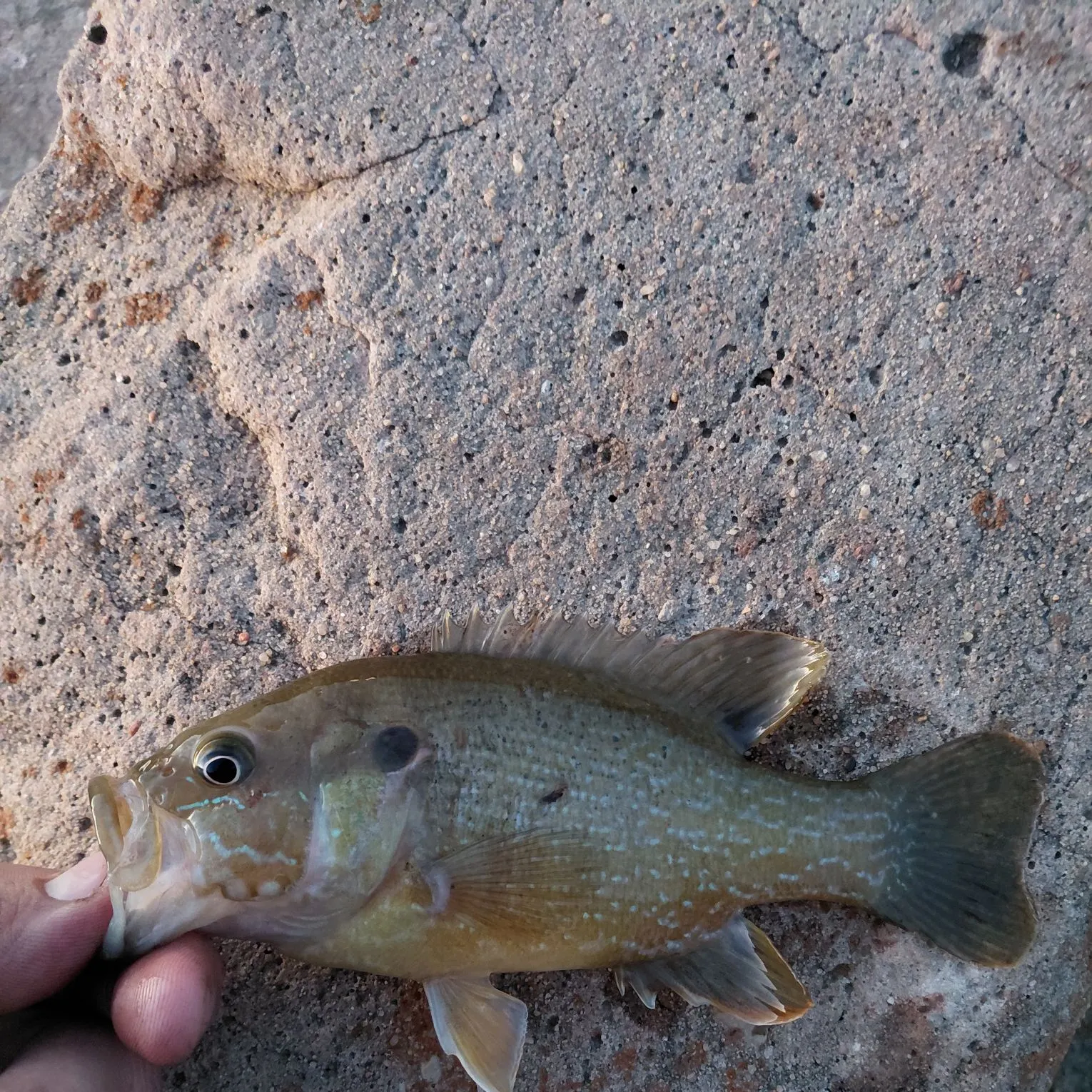 The most recent Green sunfish catches on Fishbrain
