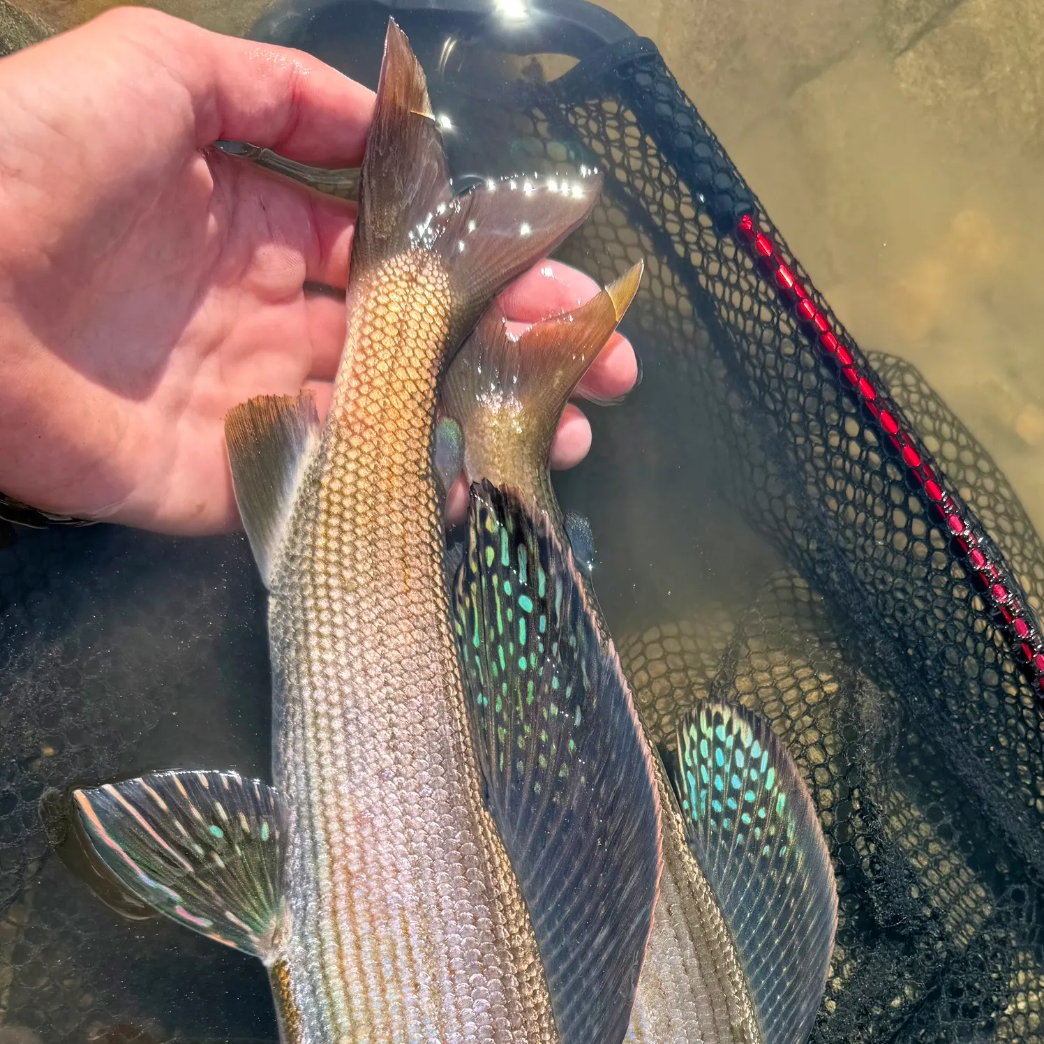 The most recent Arctic grayling catches on Fishbrain