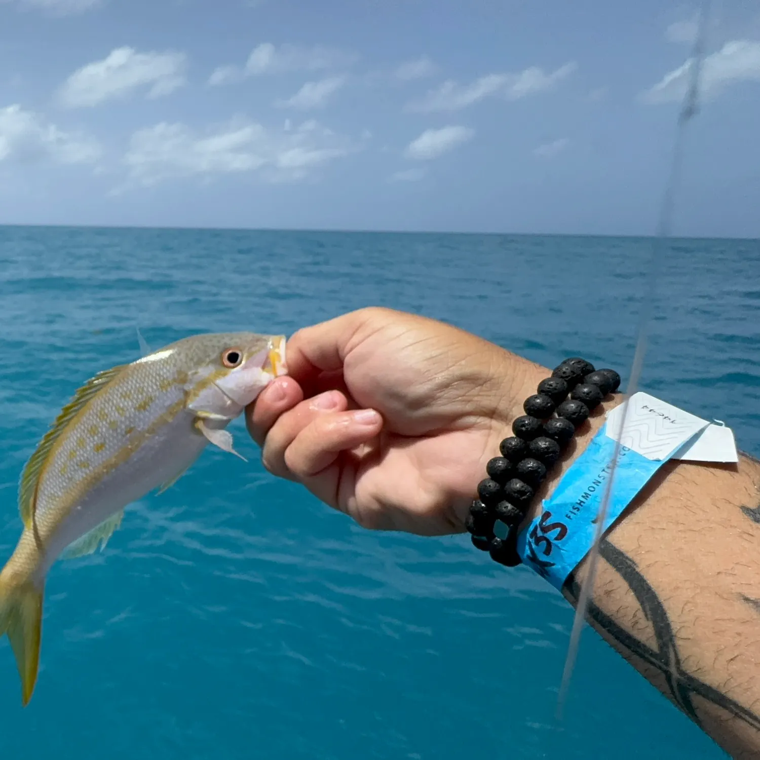 The most recent Yellowtail snapper catches on Fishbrain