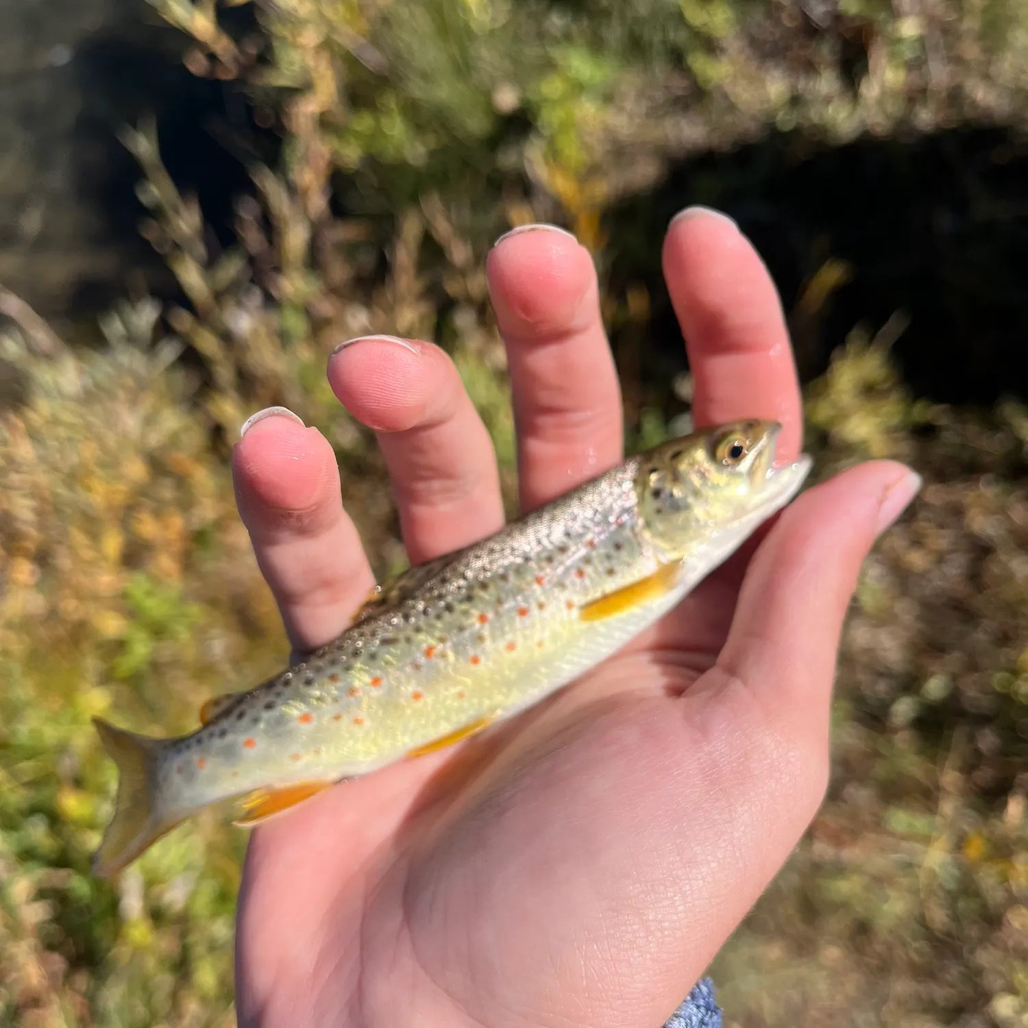 Brown trout caught on Fishbrain
