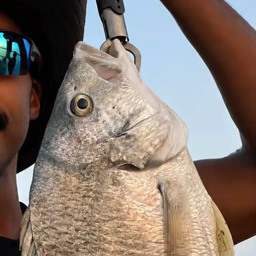 The most recent Yellowfin seabream catches on Fishbrain
