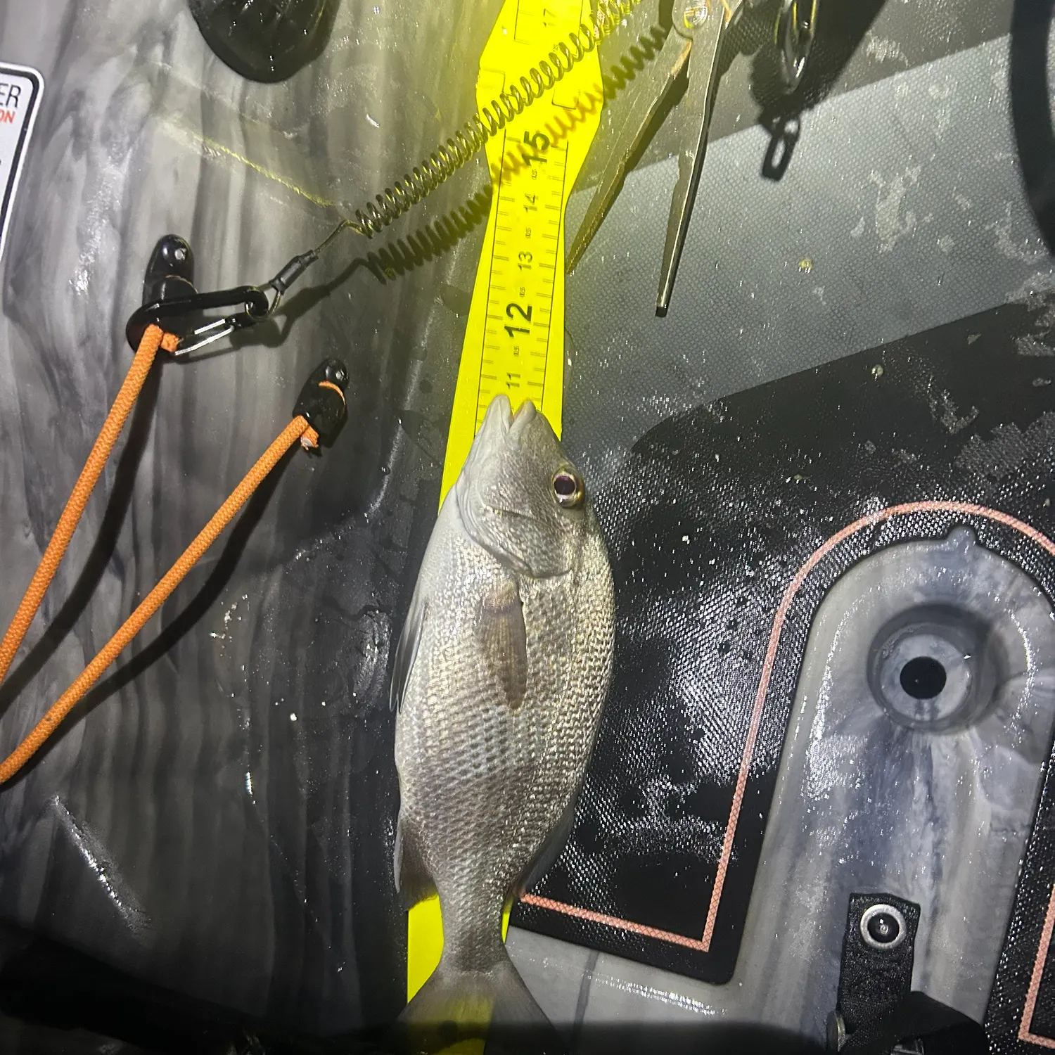 The most recent Grey grunt catches on Fishbrain