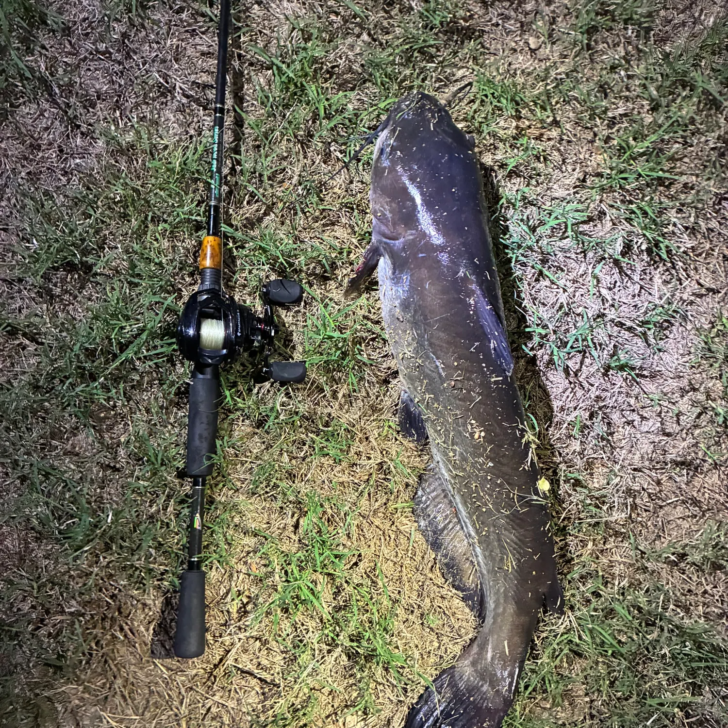 Channel catfish caught on Fishbrain