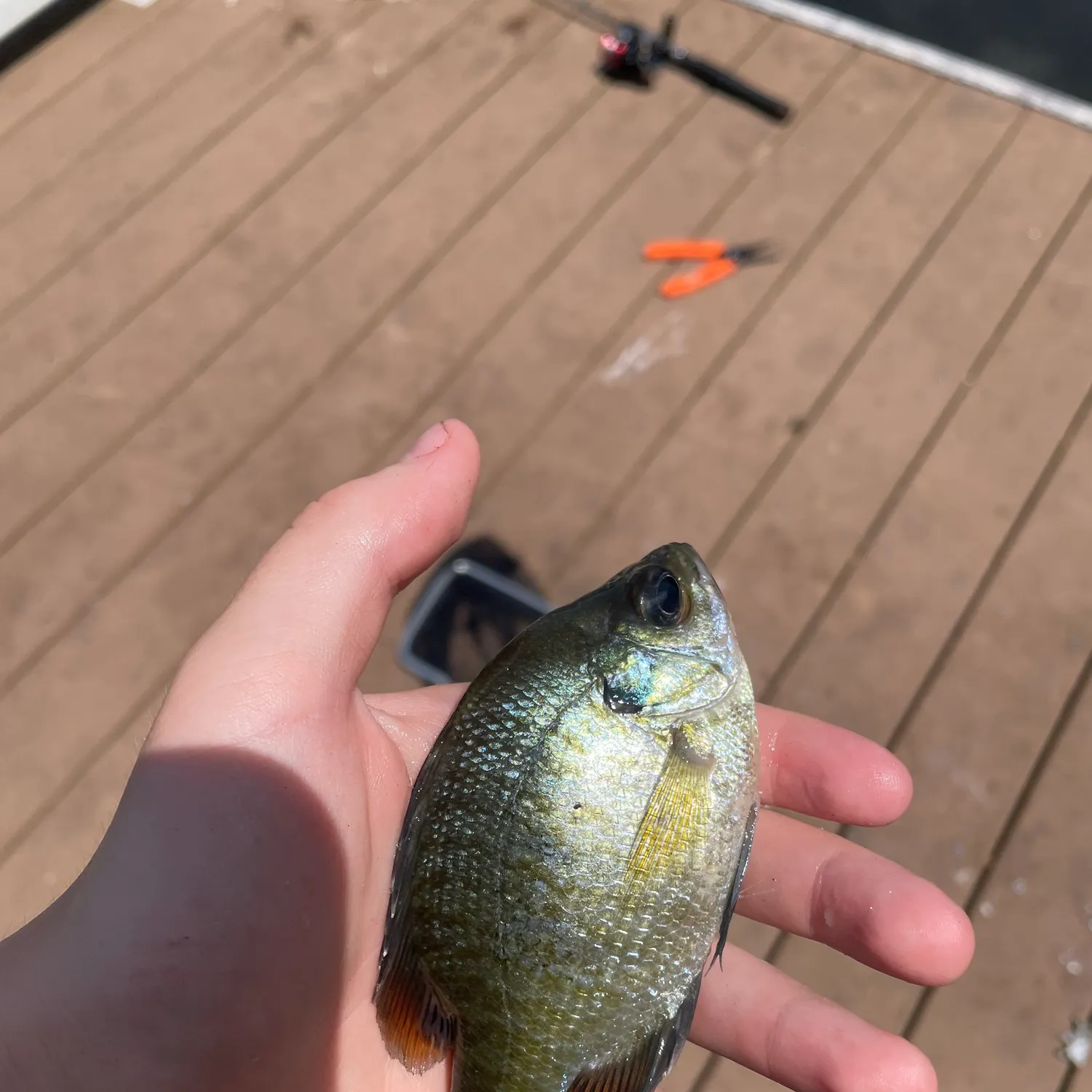 catch