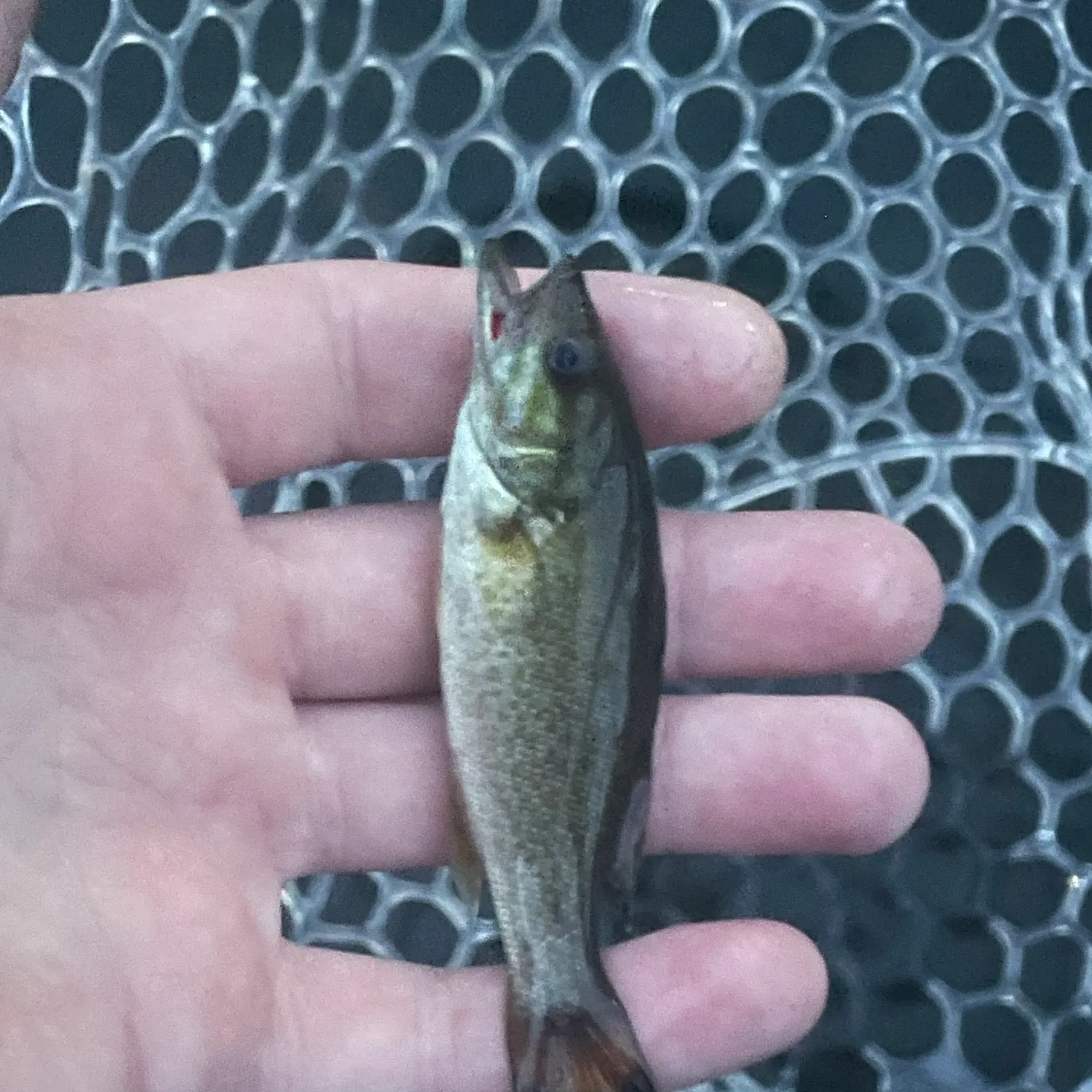 Smallmouth bass caught on Fishbrain