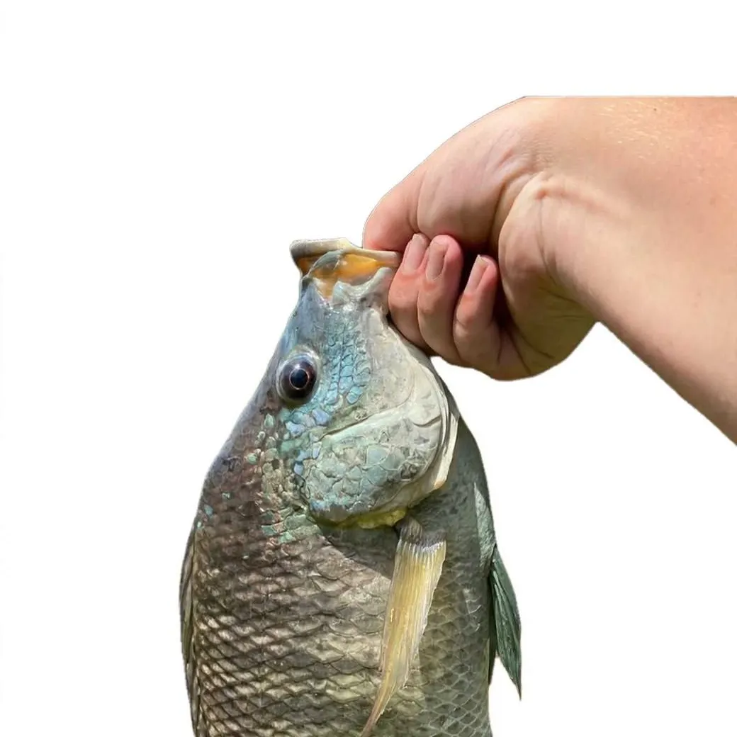 Blue tilapia caught on Fishbrain