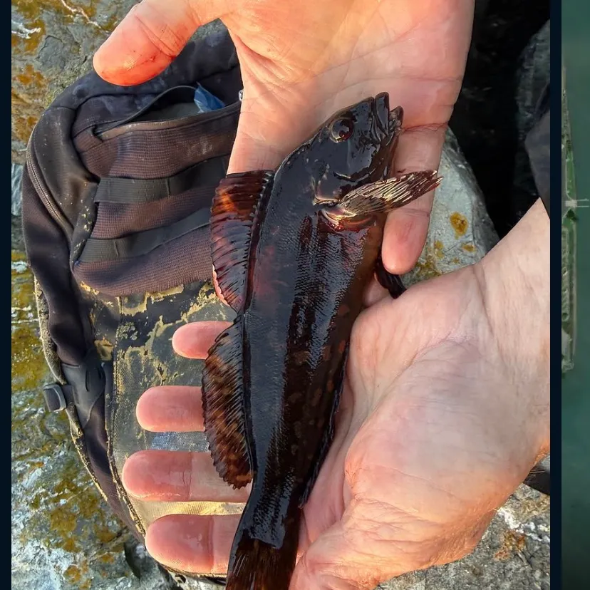 Cabezon caught on Fishbrain