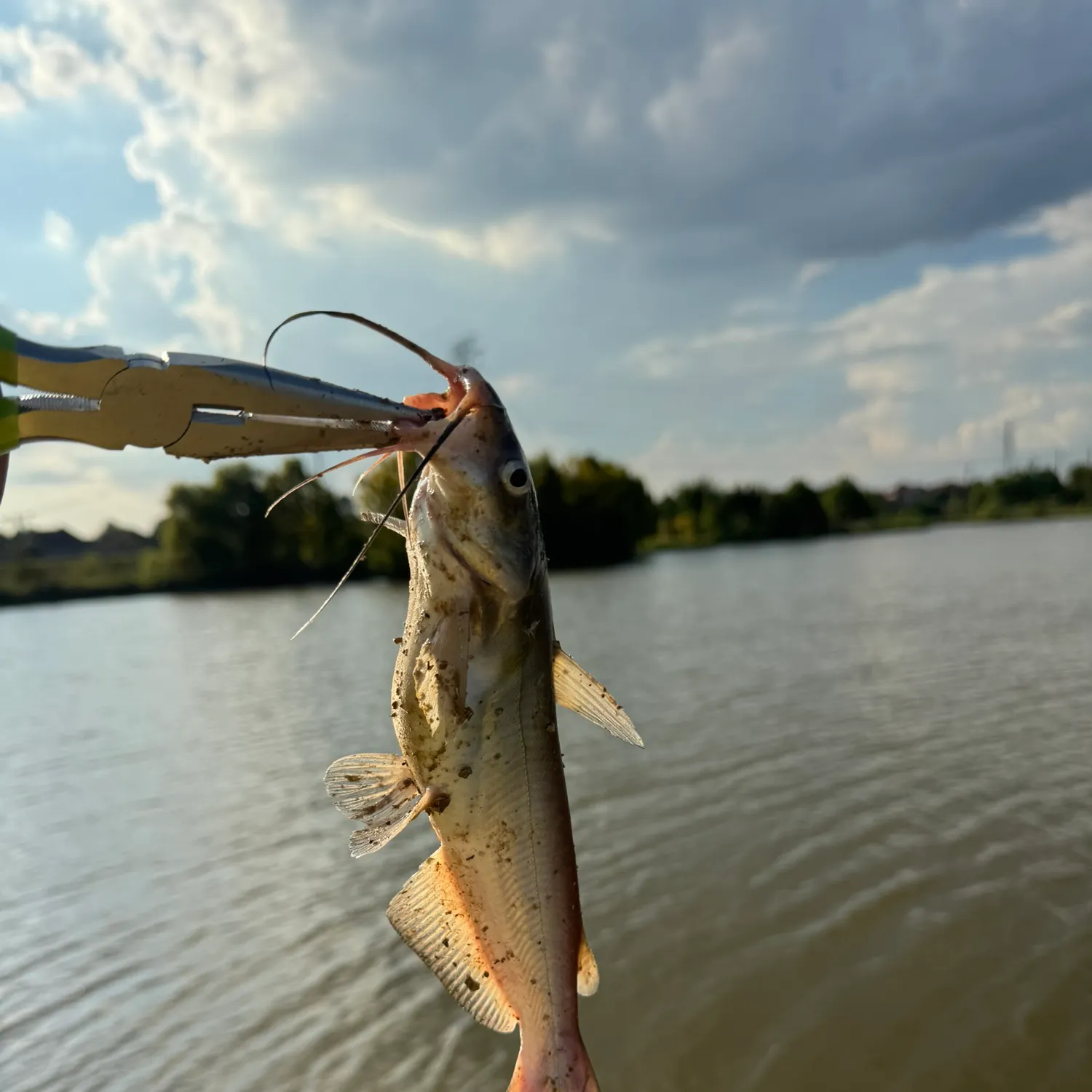 Channel catfish caught on Fishbrain