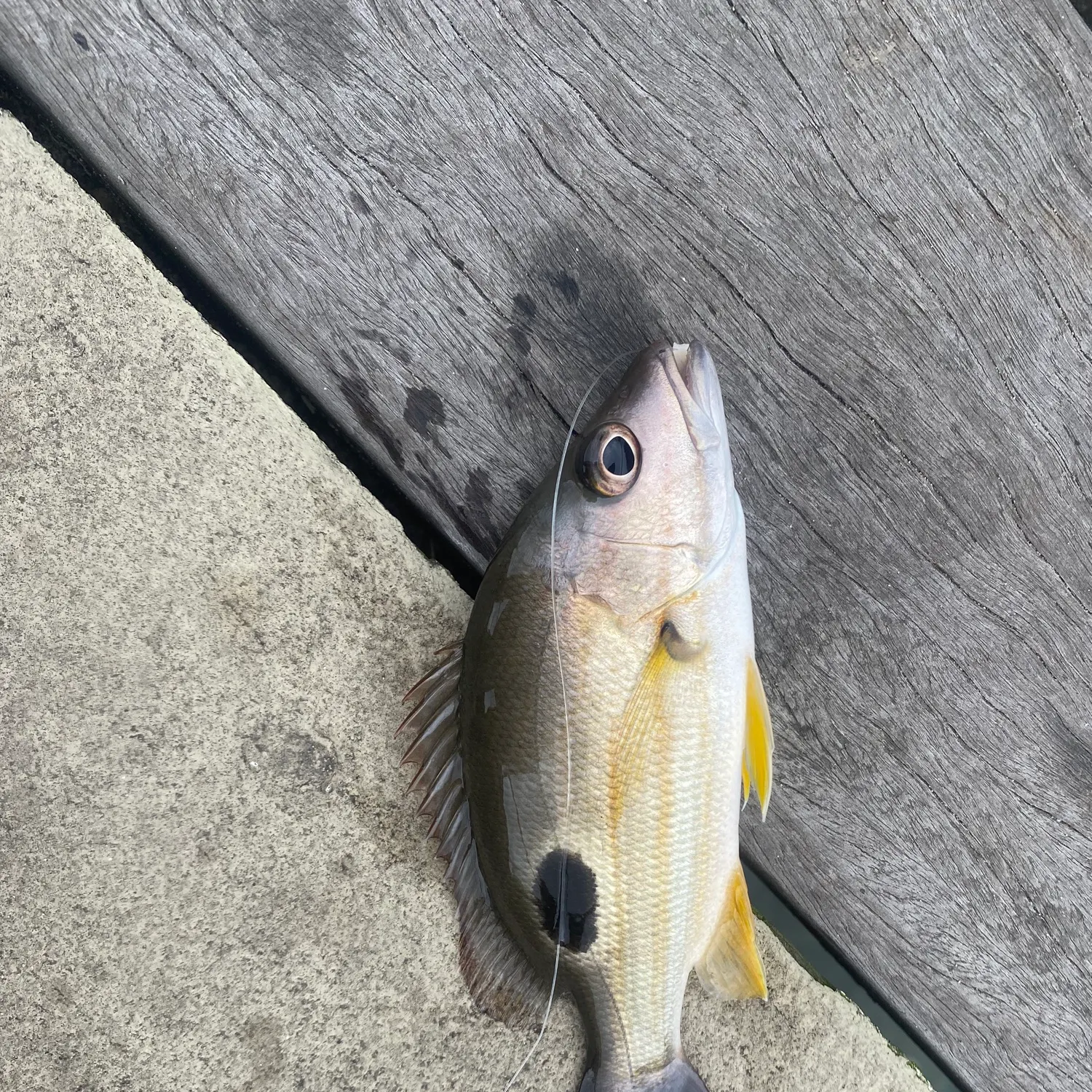 Moses perch caught on Fishbrain