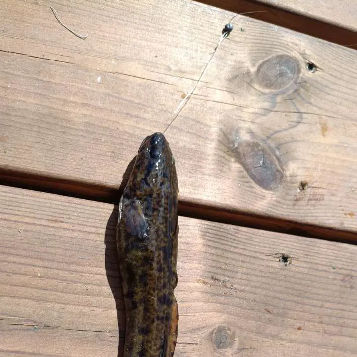 Wels catfish caught on Fishbrain