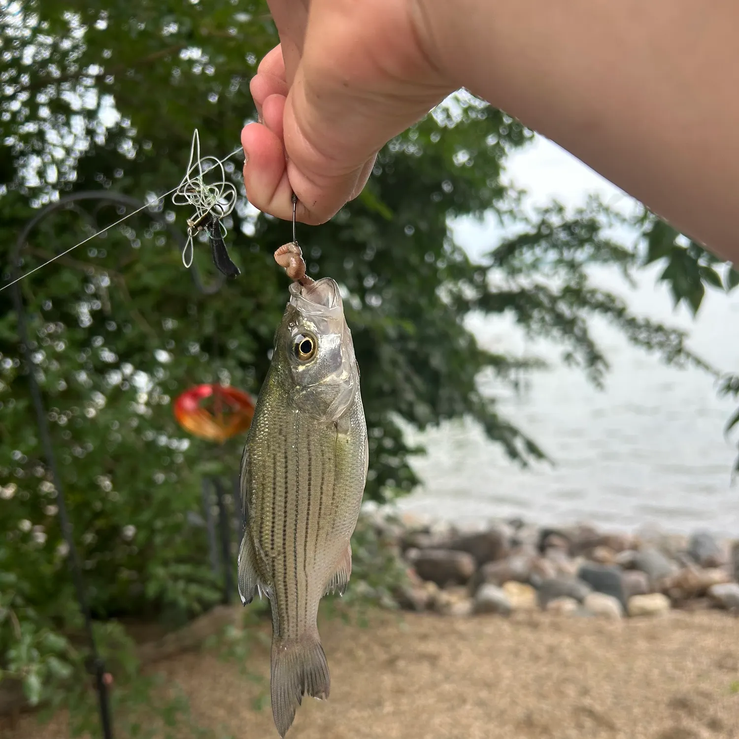 White bass caught on Fishbrain