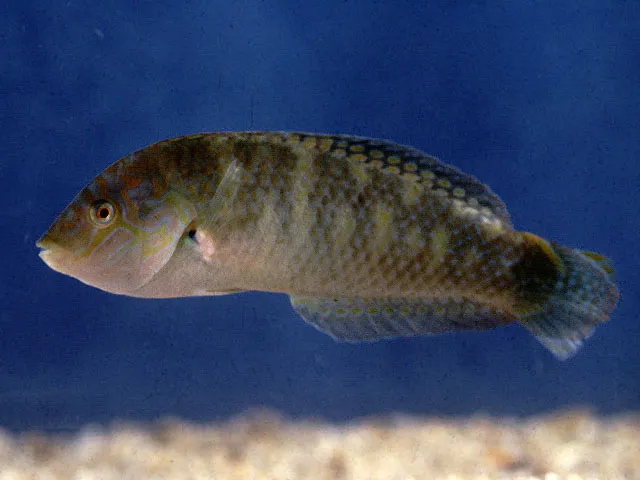 Bubblefin wrasse