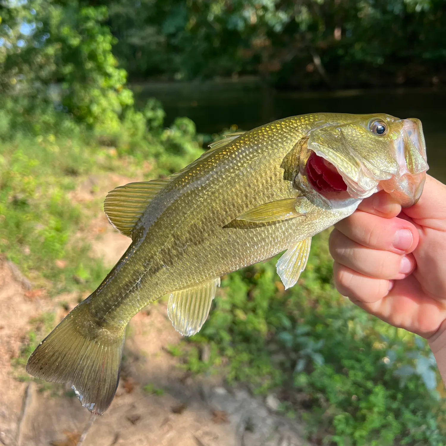 Largemouth bass caught on Fishbrain