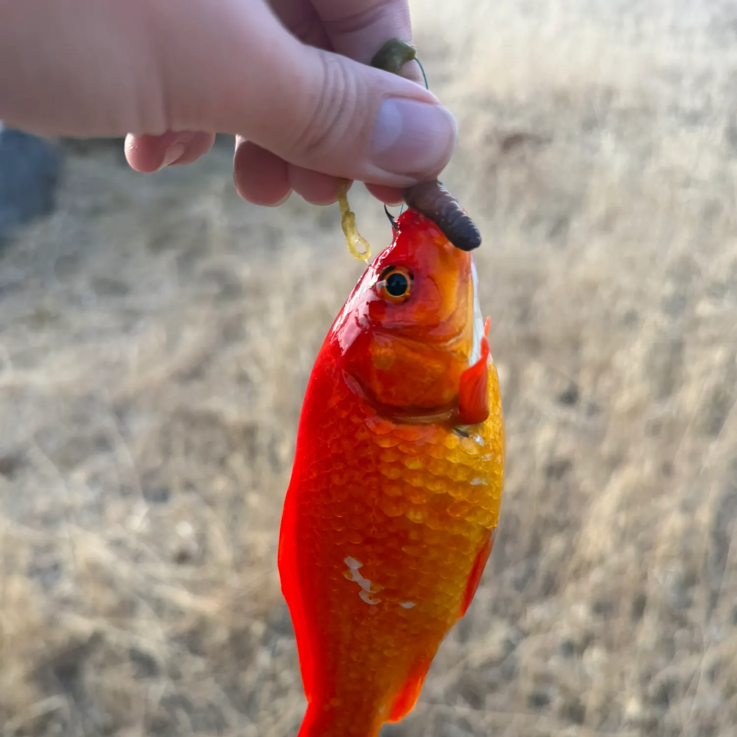 Goldfish caught on Fishbrain