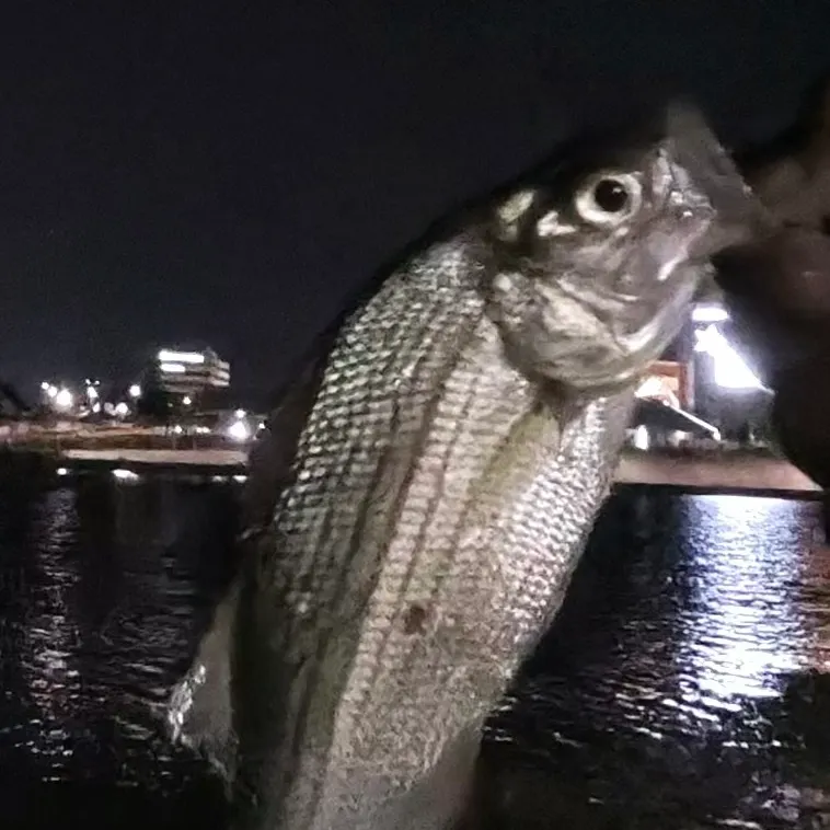 White bass caught on Fishbrain