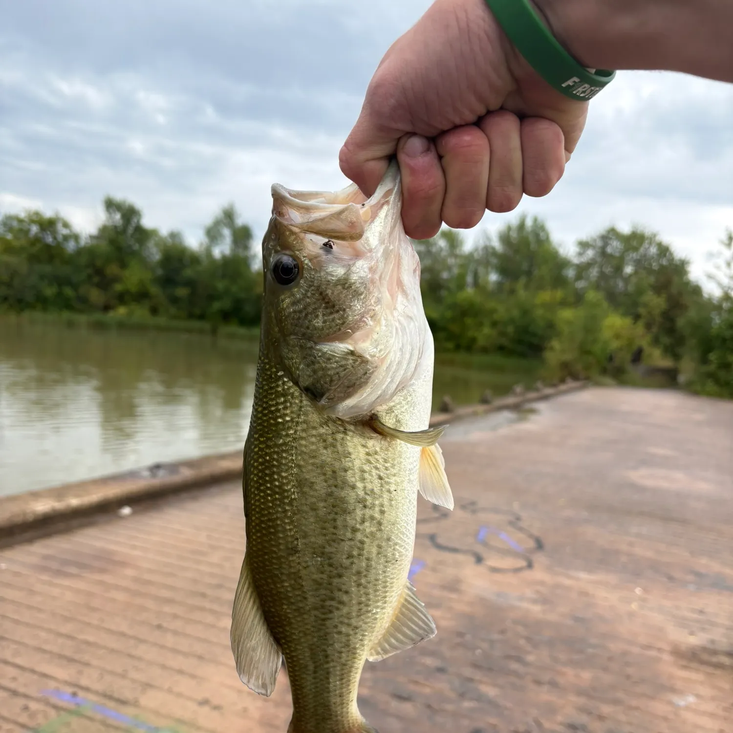 Largemouth bass caught on Fishbrain