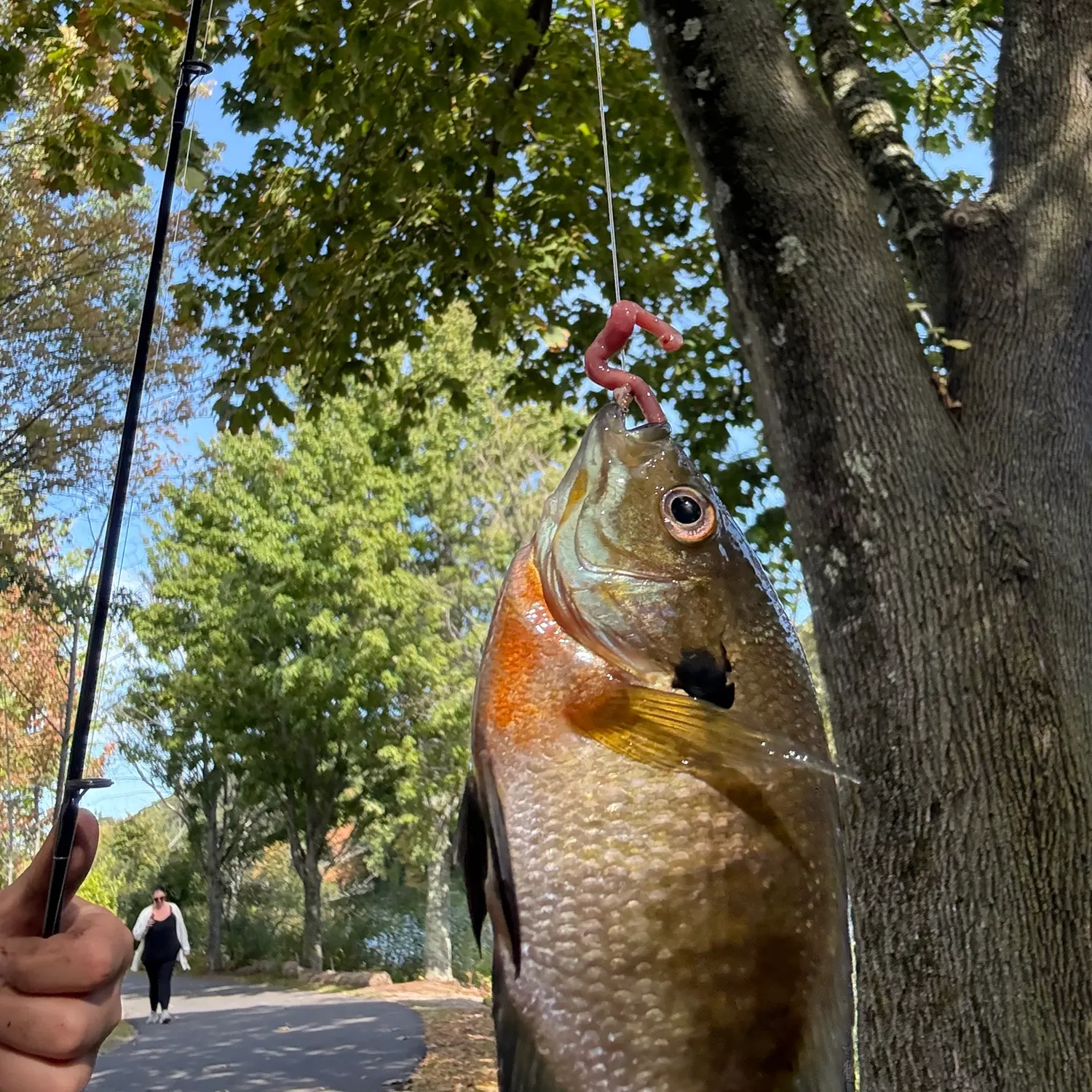 Bluegill caught on Fishbrain