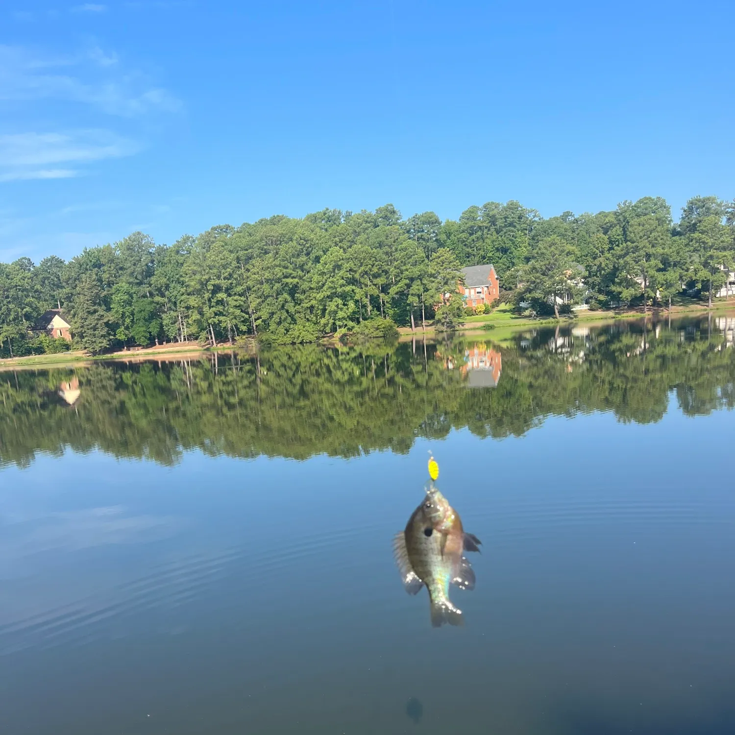 Bluegill caught on Fishbrain