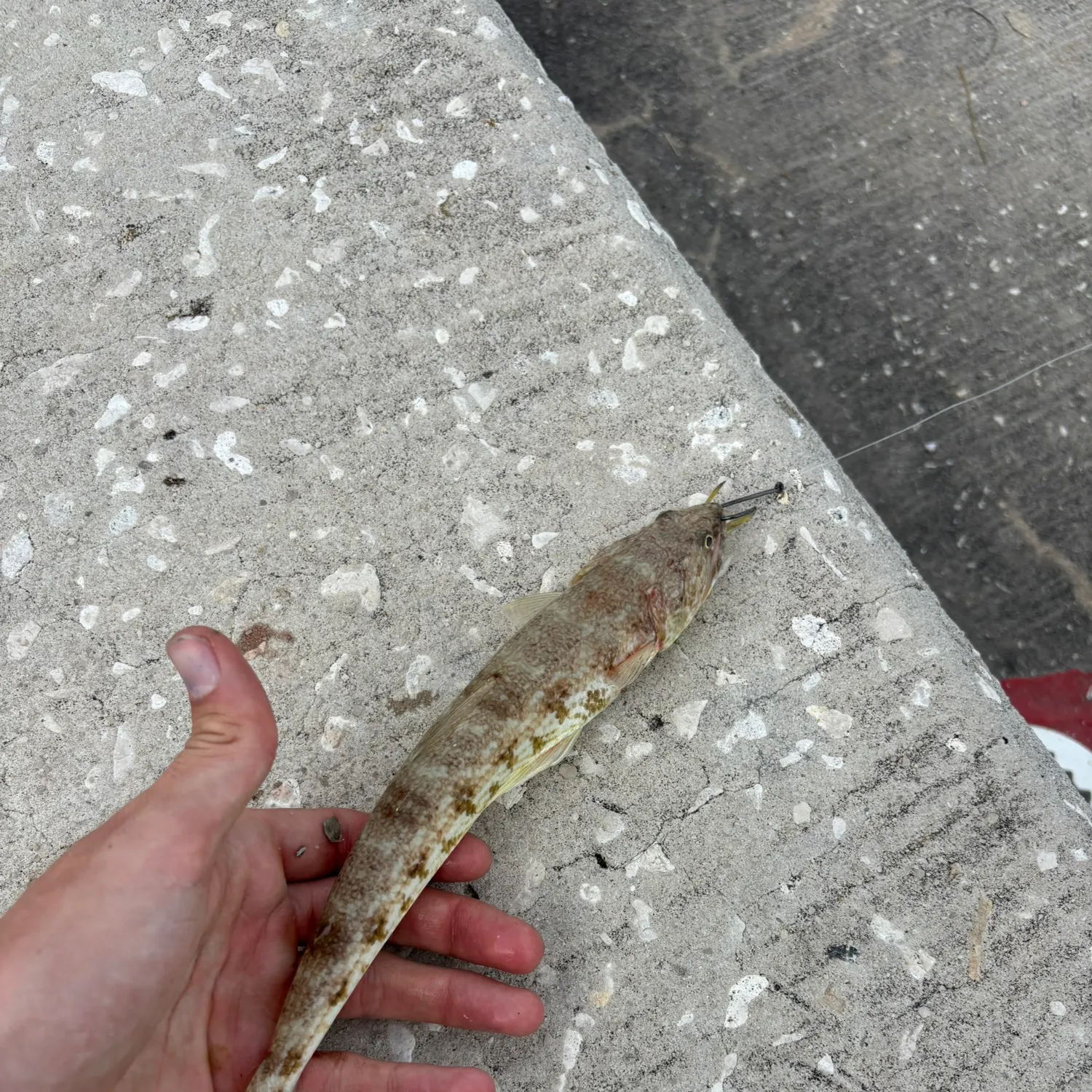 Inshore lizardfish caught on Fishbrain